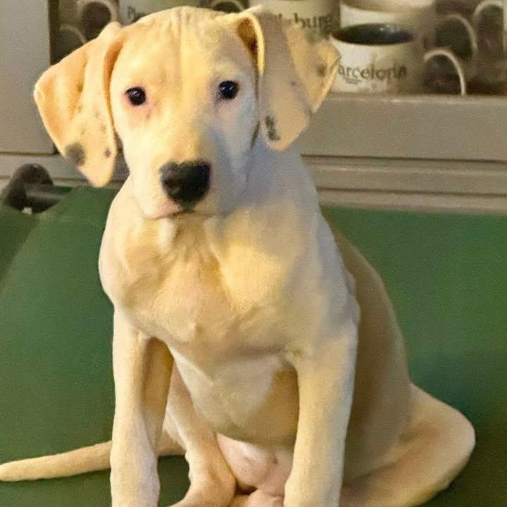 Enlarge Sugar (20260325-02), a ADOPTABLE mixed breed in Niagara Falls, NY image 2/6