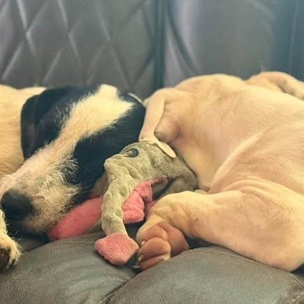 Enlarge Sugar (20260325-02), a ADOPTABLE mixed breed in Niagara Falls, NY image 4/6