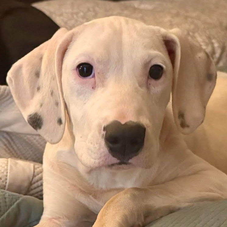 Enlarge Sugar (20260325-02), a ADOPTABLE mixed breed in Niagara Falls, NY image 3/6