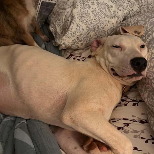 Enlarge Sugar (20260325-02), a ADOPTABLE mixed breed in Niagara Falls, NY image 6/6