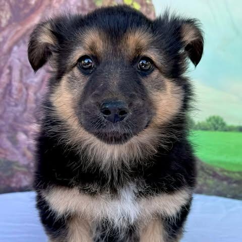 Enlarge Bluebell, a ADOPTABLE mixed breed in Tylertown, MS image 1/1