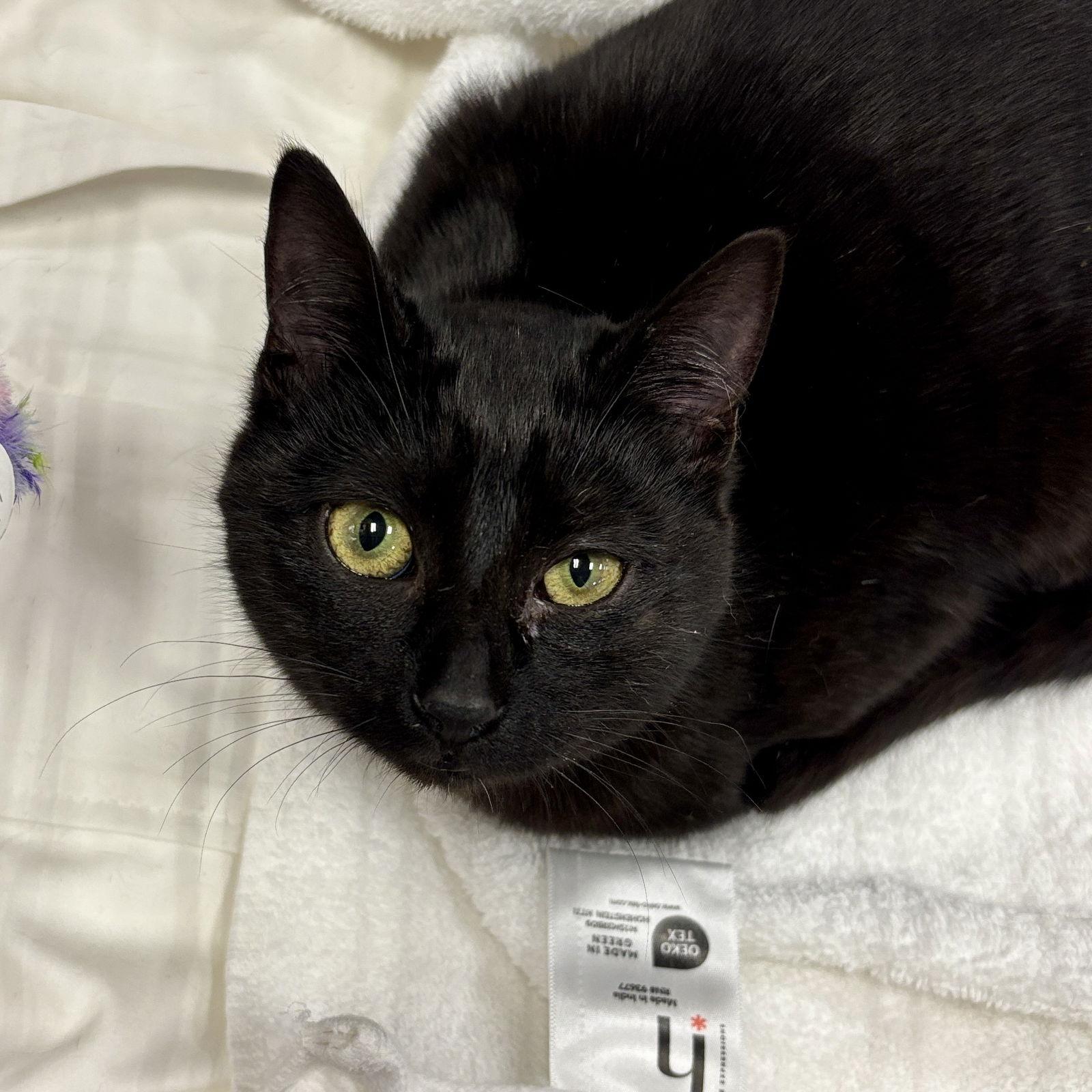 Enlarge Boo, a Adoptable Domestic Short Hair in Sonora, CA image 1/1