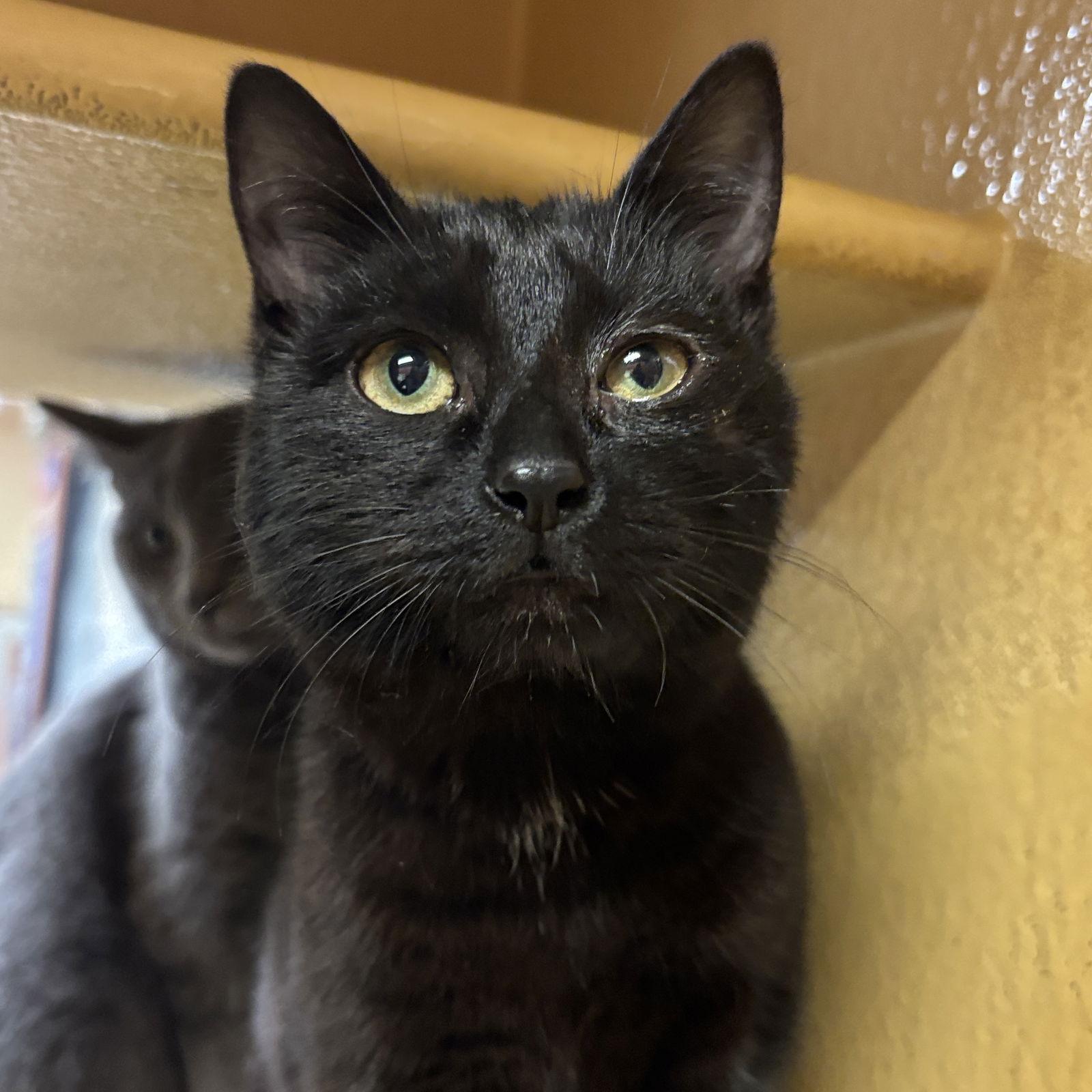 Boo, Adopted, Kitten Female Domestic Short Hair.