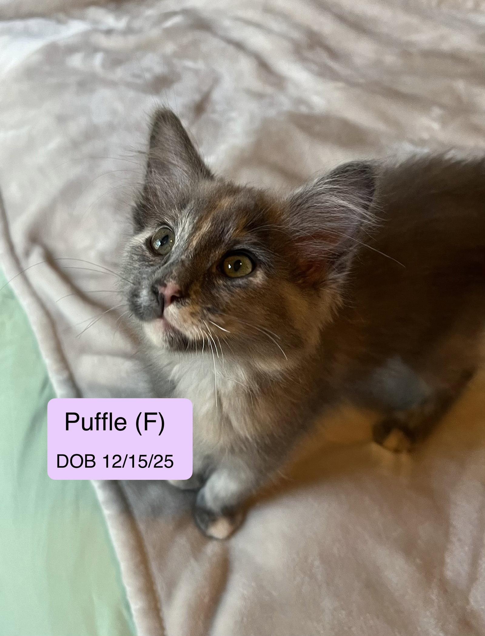 Puffle, a Adopted mixed breed in Vacaville, CA image 1/3