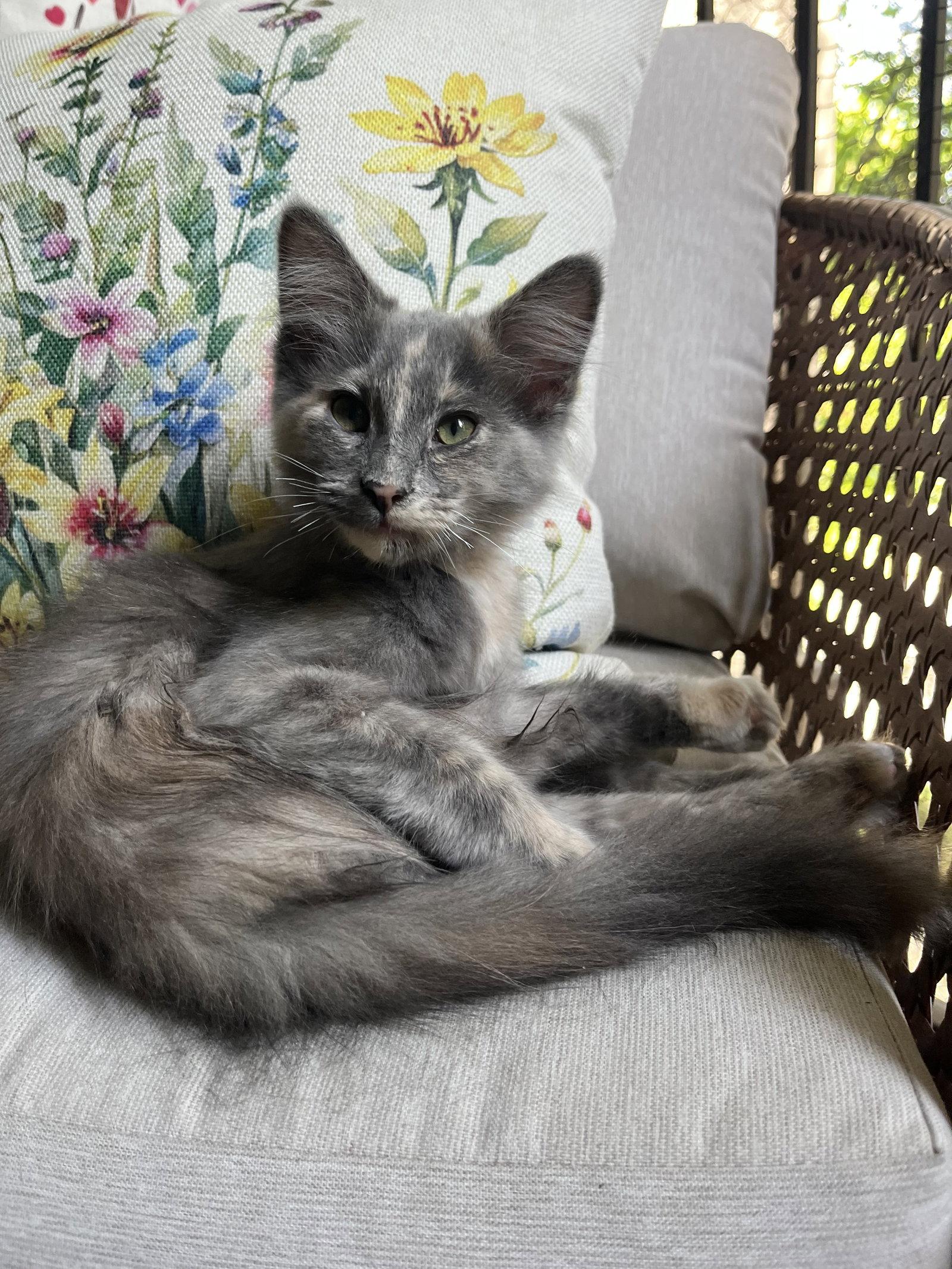 Puffle, a Adopted mixed breed in Vacaville, CA image 2/3