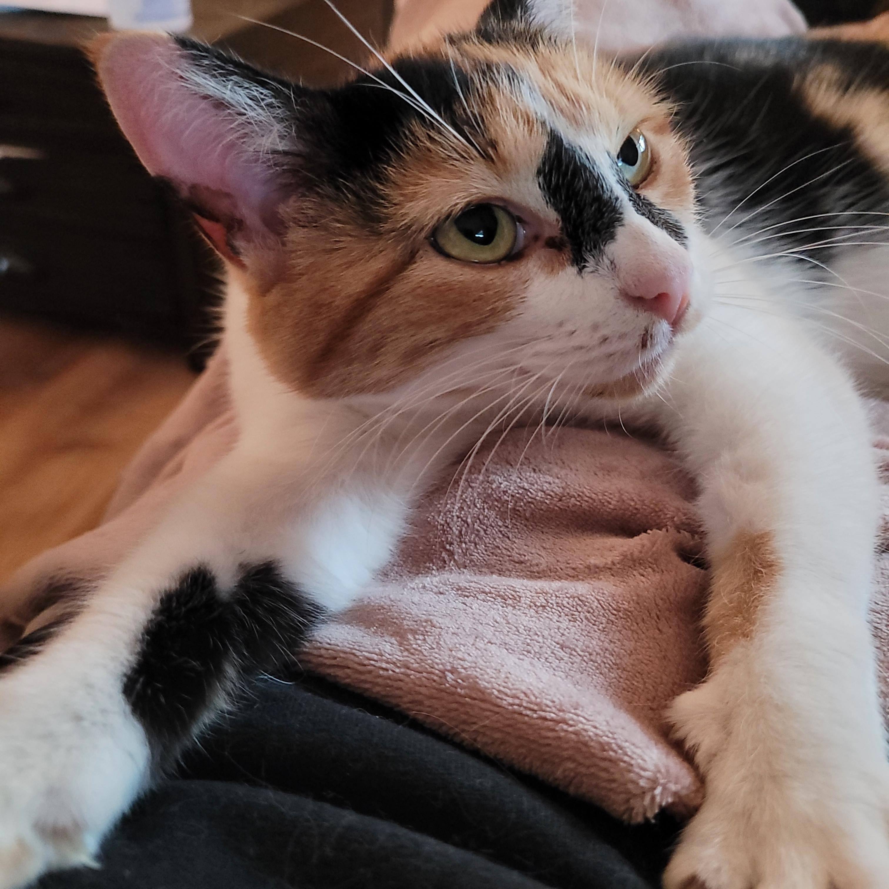 Sweet Potato, ADOPTABLE, Adult Female Domestic Short Hair.