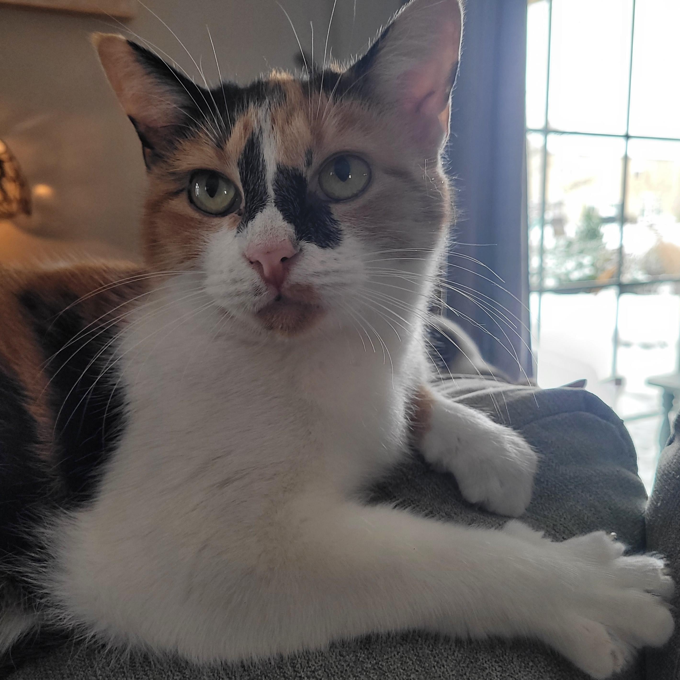 Enlarge Sweet Potato, a ADOPTABLE Domestic Short Hair in Whitestown, IN image 2/6