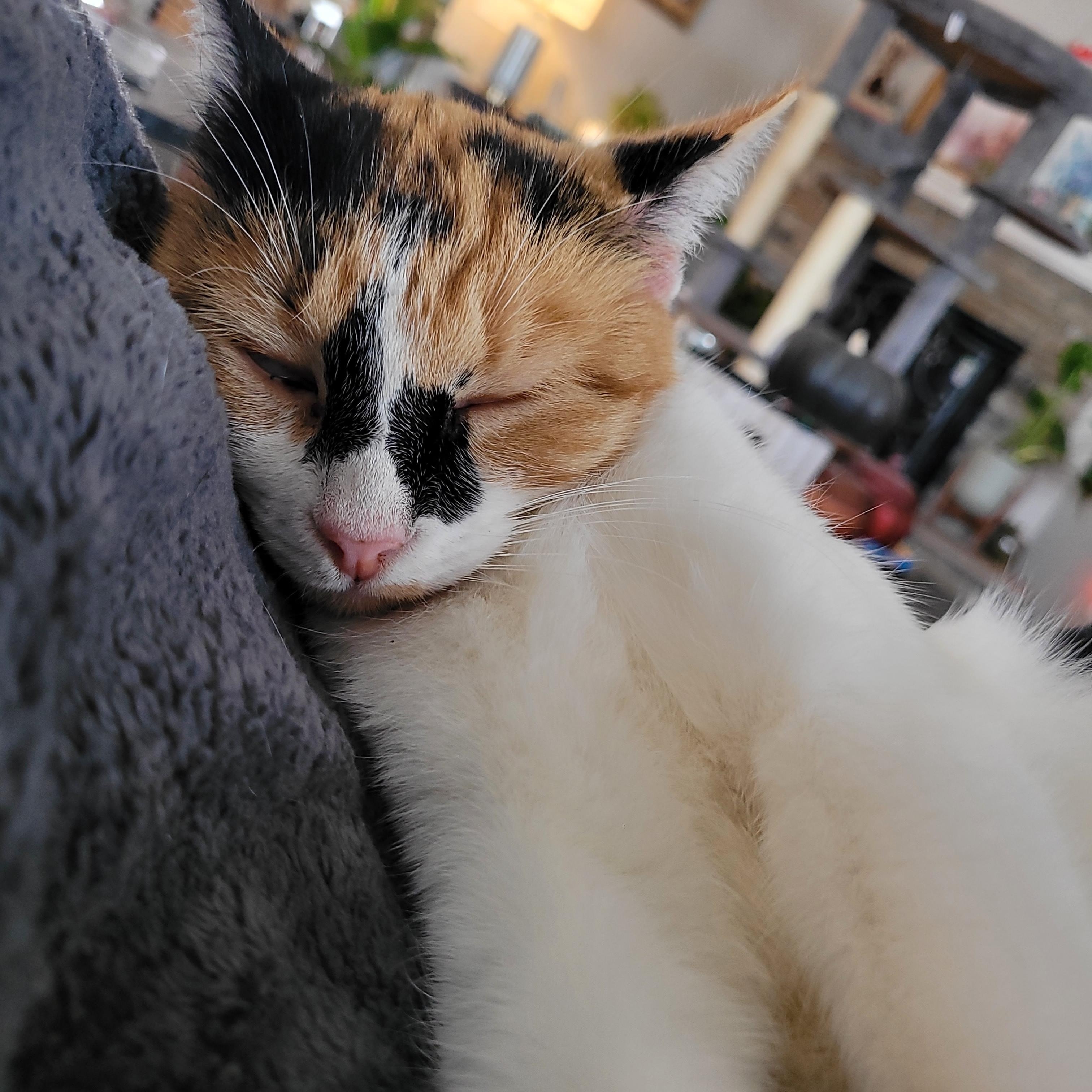 Enlarge Sweet Potato, a ADOPTABLE Domestic Short Hair in Whitestown, IN image 3/6