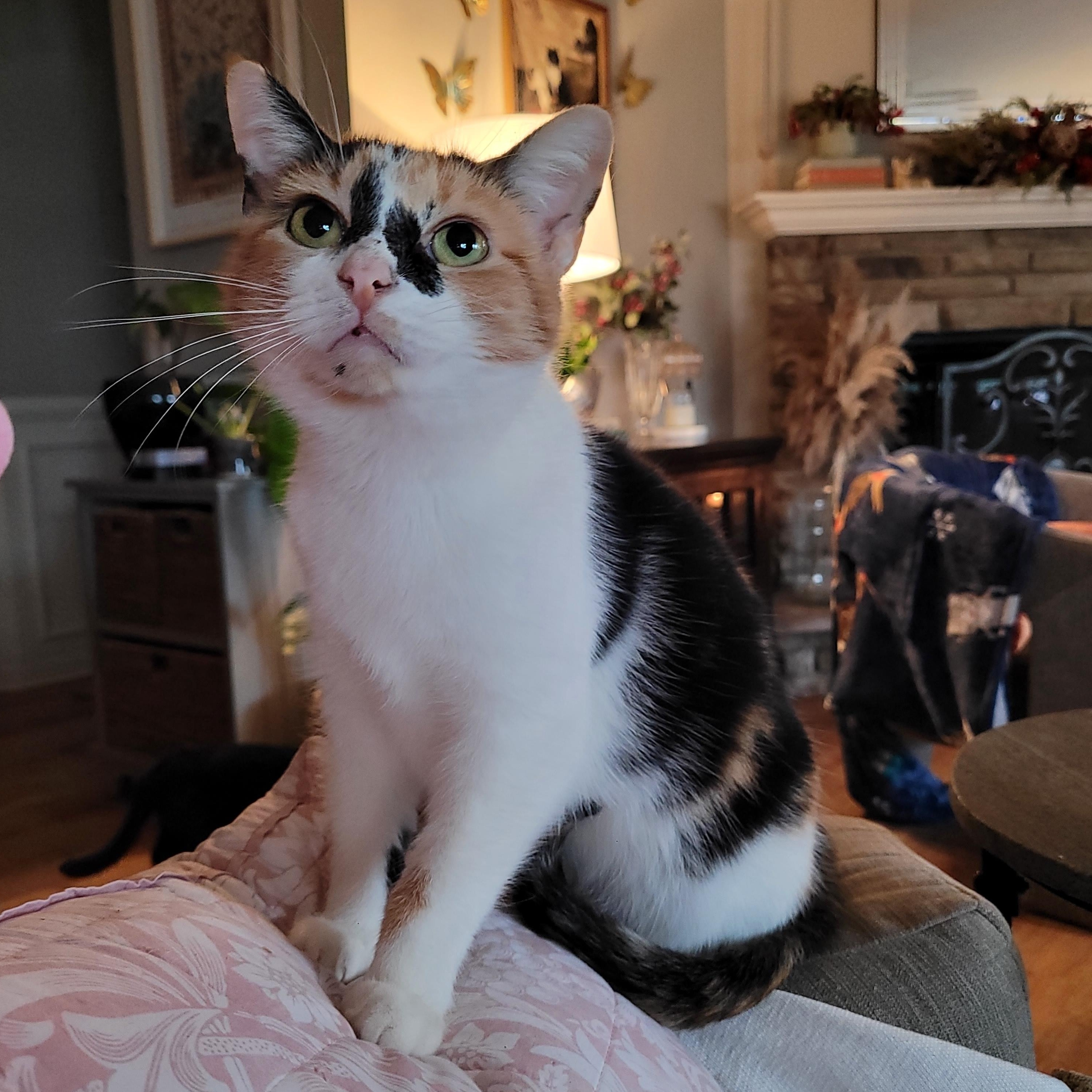 Sweet Potato, ADOPTABLE, Adult Female Domestic Short Hair.