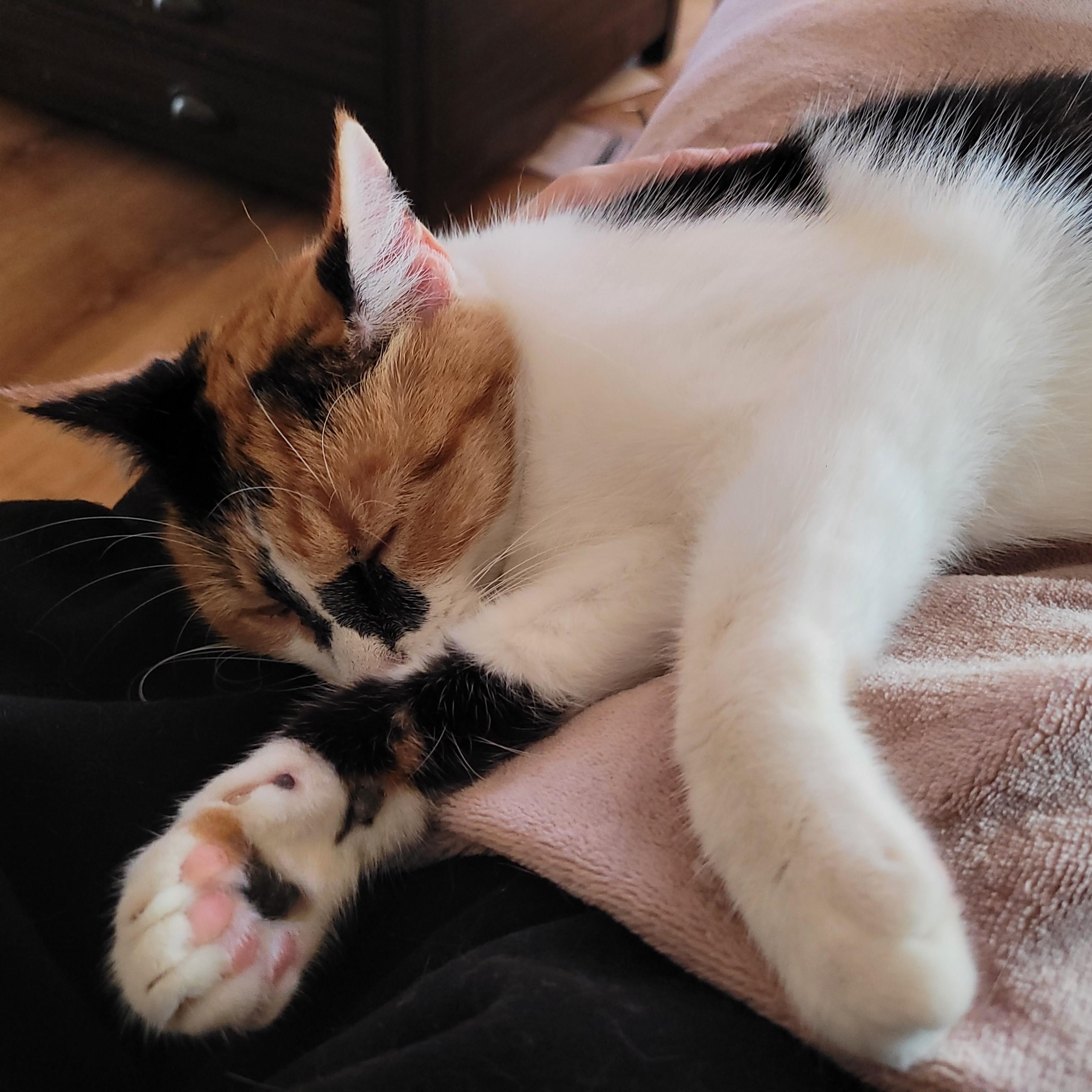 Enlarge Sweet Potato, a ADOPTABLE Domestic Short Hair in Whitestown, IN image 4/6