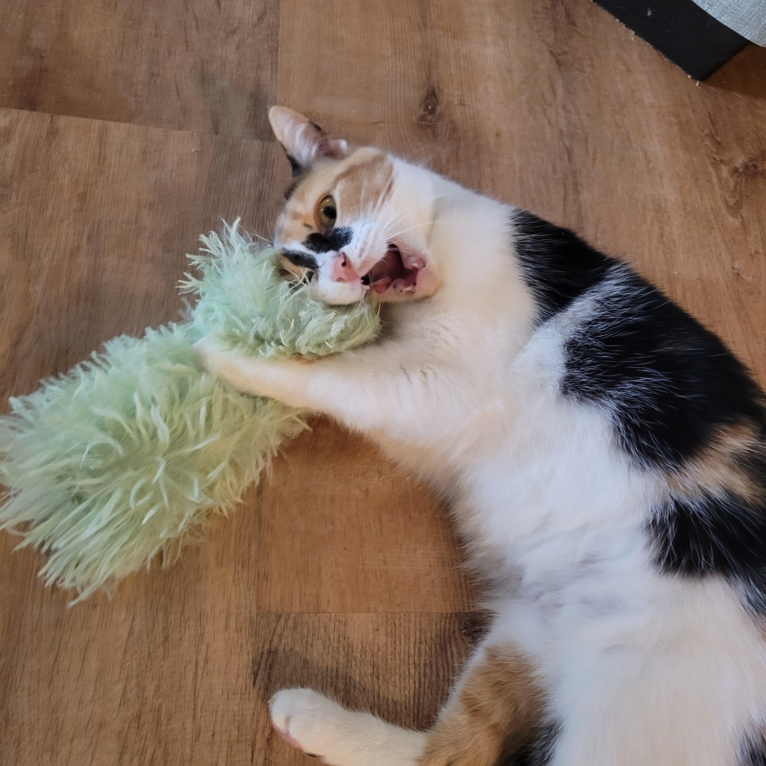 Enlarge Sweet Potato, a ADOPTABLE Domestic Short Hair in Whitestown, IN image 4/6