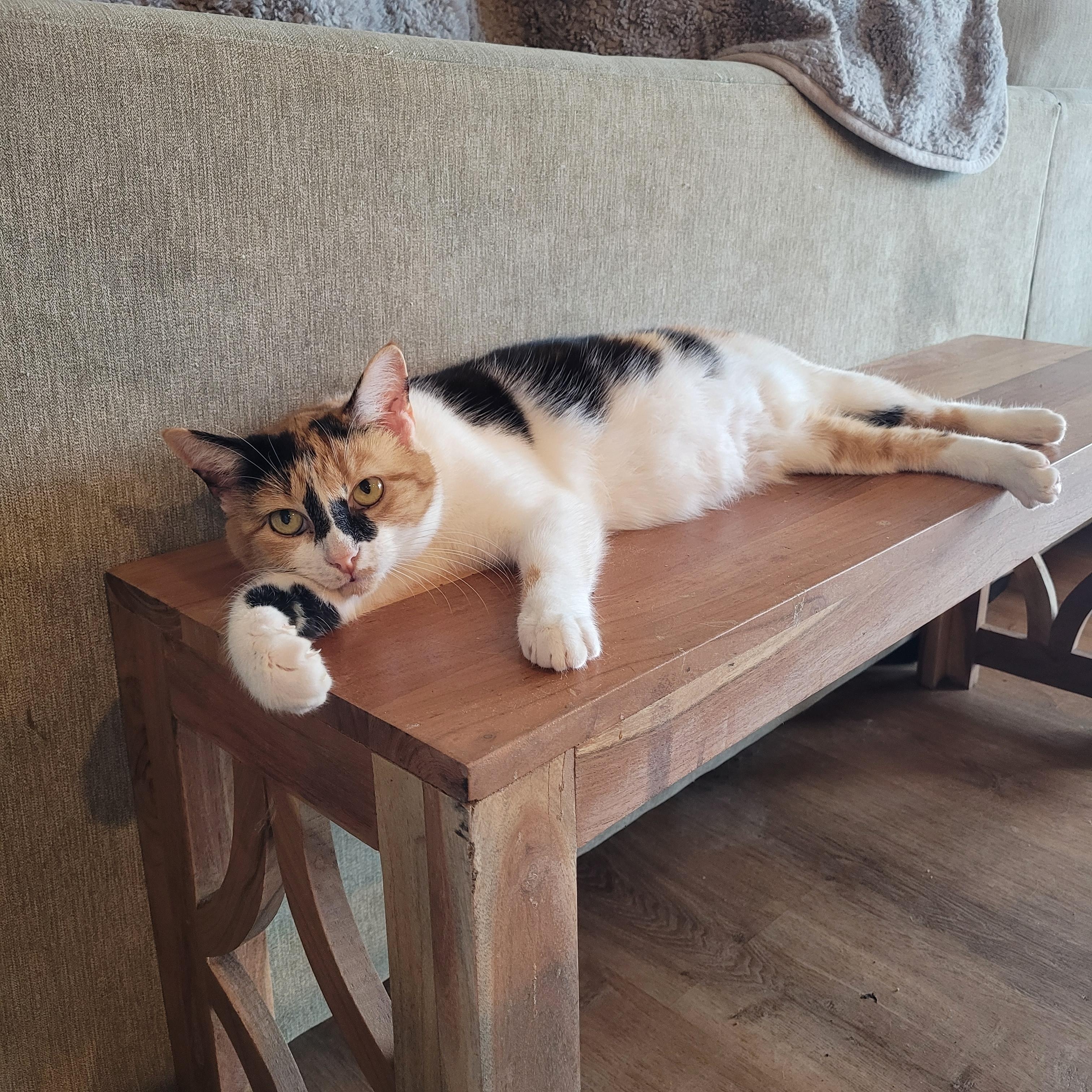 Enlarge Sweet Potato, a ADOPTABLE Domestic Short Hair in Whitestown, IN image 6/6