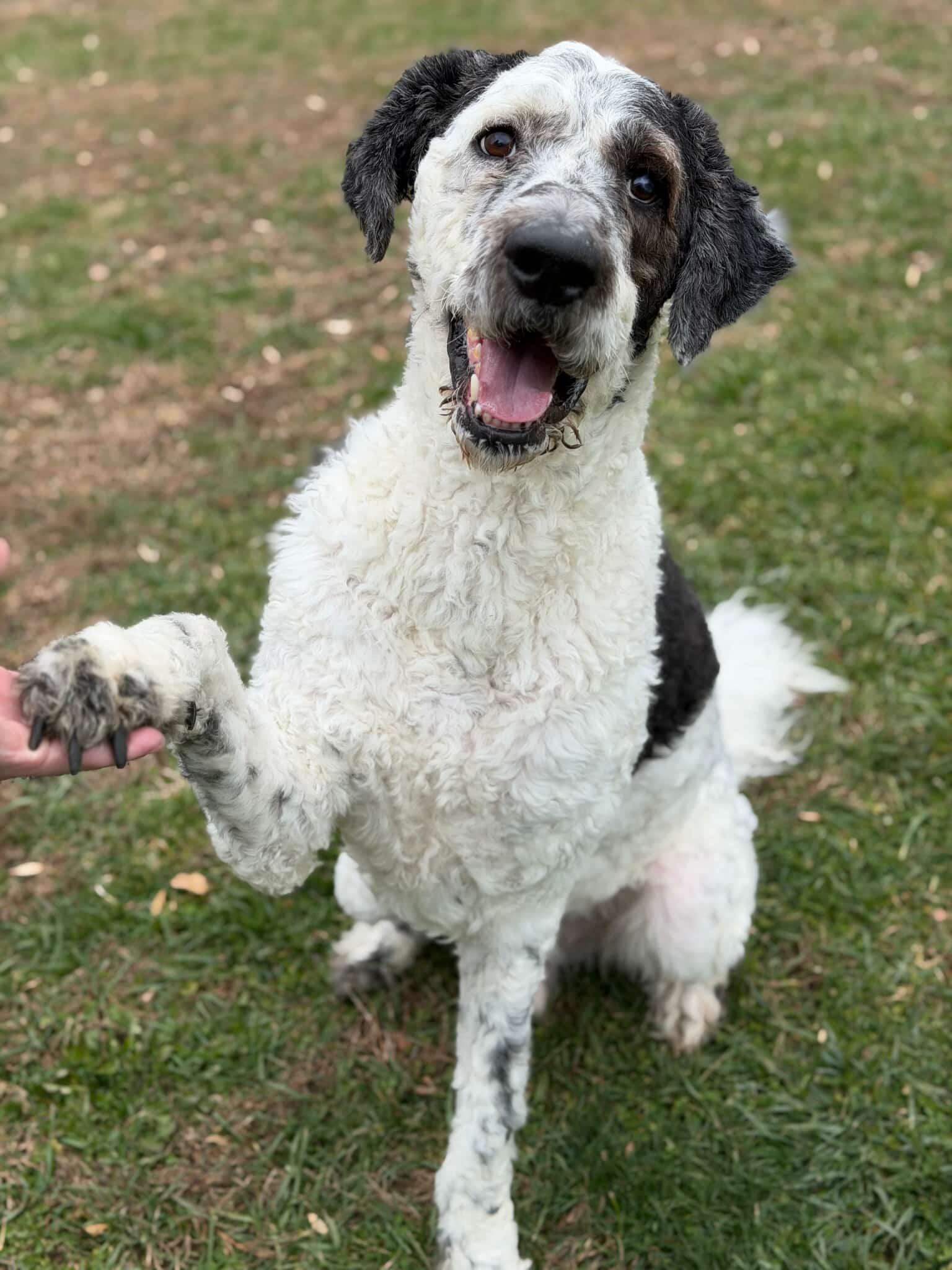 Rio, Adoptable, Young Male Sheepadoodle & Bernadoodle.