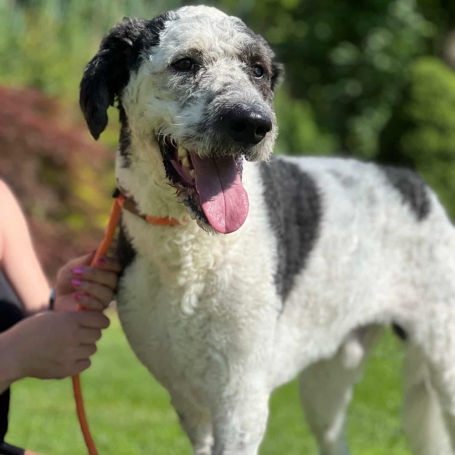Rio, Adoptable, Young Male Sheepadoodle & Bernadoodle.