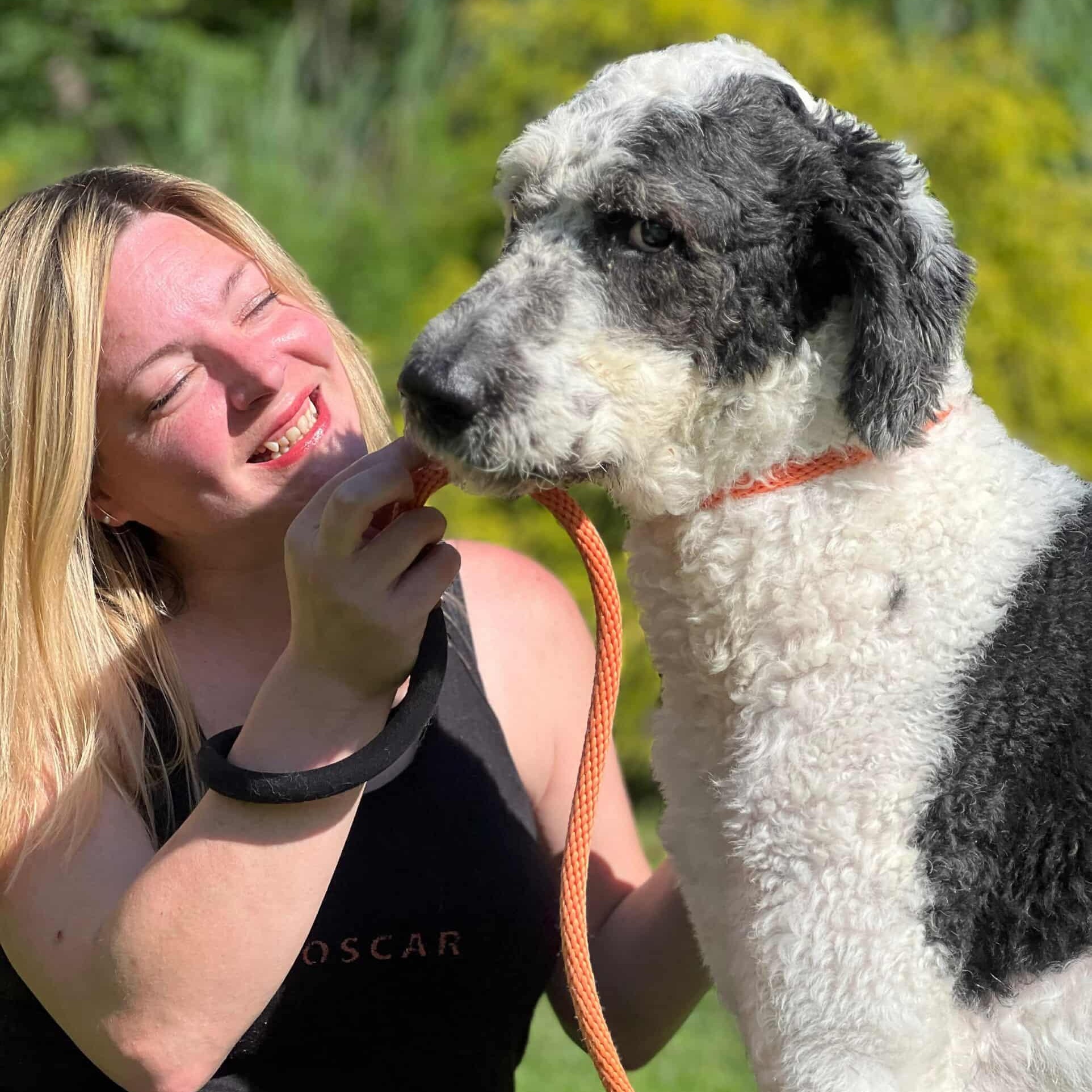 Rio, an adoptable Labradoodle, Bernadoodle in Sparta, NJ, 07871 | Photo Image 3
