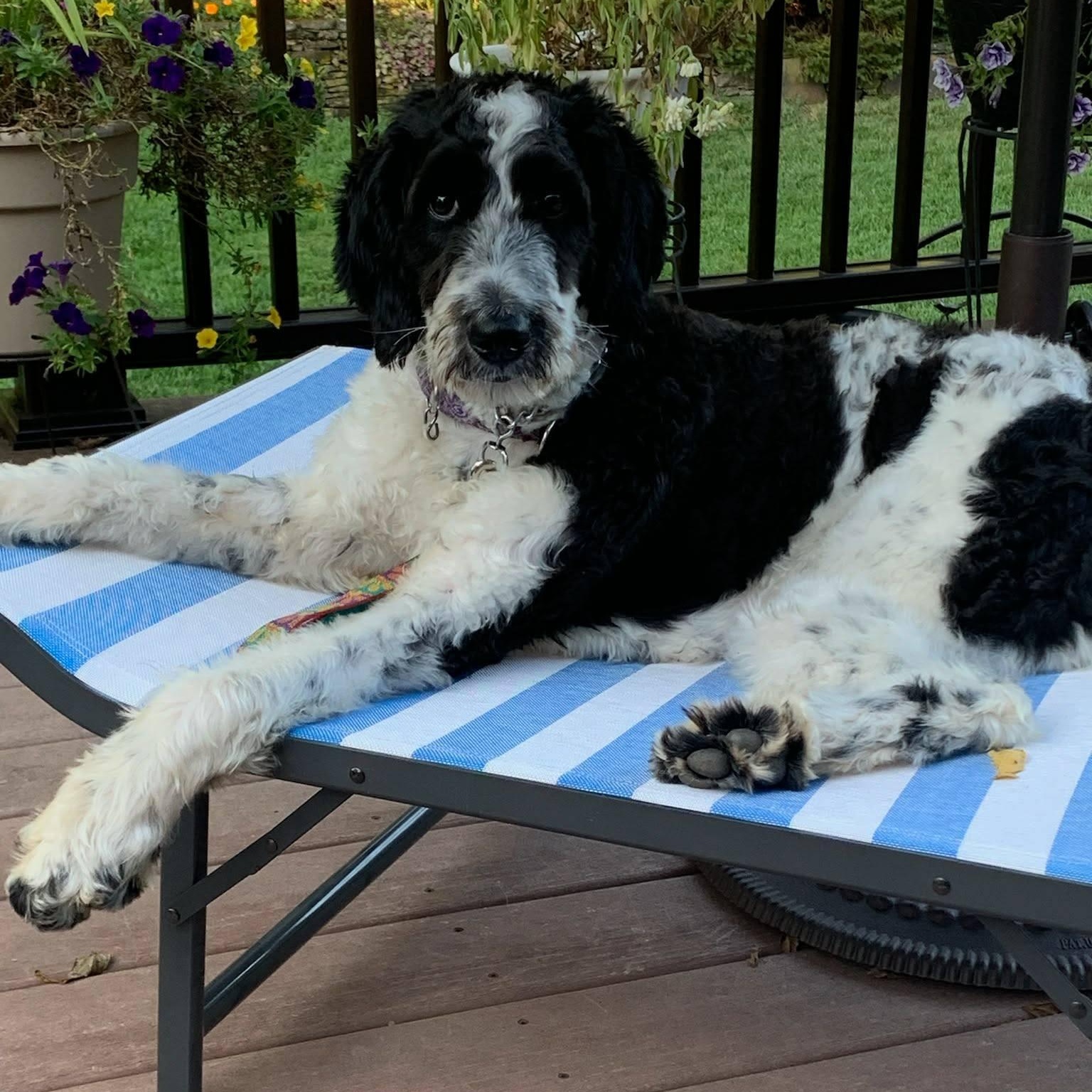 Enlarge Rio, a Adoptable mixed breed in Sparta, NJ image 5/6