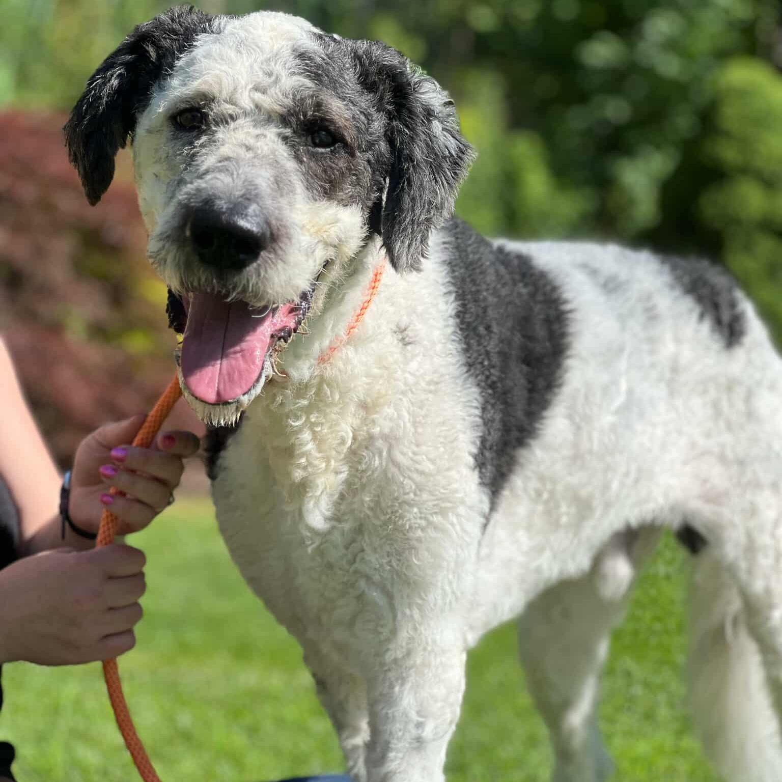 Rio, Adoptable, Young Male Sheepadoodle & Bernadoodle.