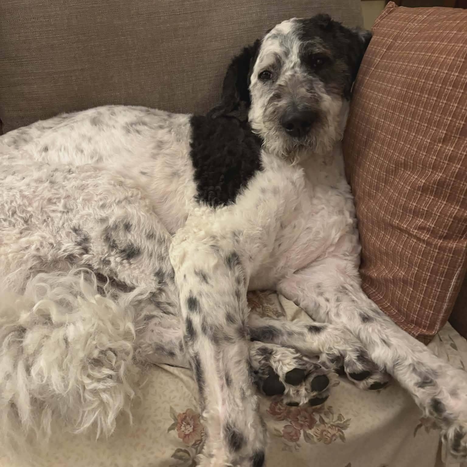 Enlarge Rio, a Adoptable mixed breed in Sparta, NJ image 2/6