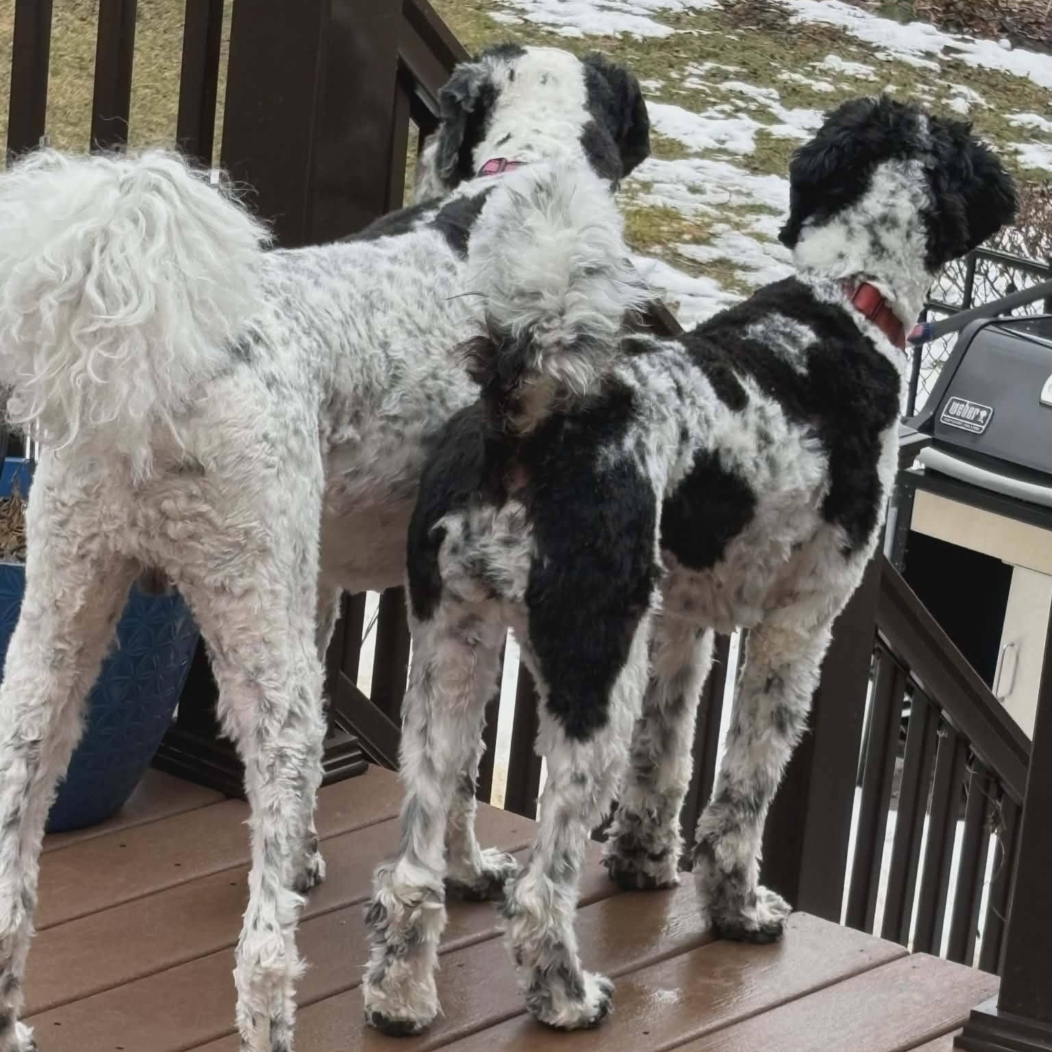 Enlarge Rio, a Adoptable mixed breed in Sparta, NJ image 3/6