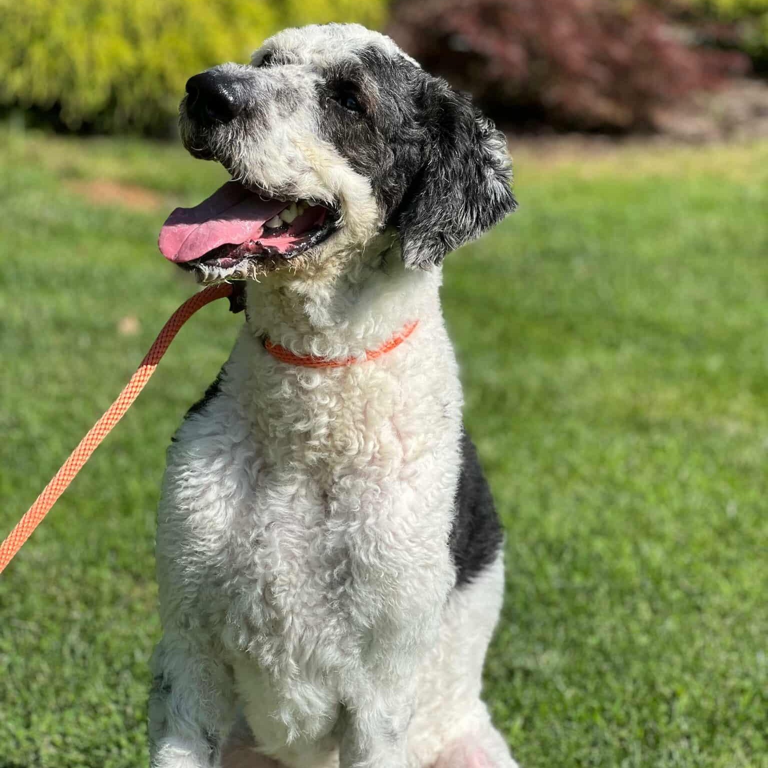 Rio, an adoptable Labradoodle, Bernadoodle in Sparta, NJ, 07871 | Photo Image 4