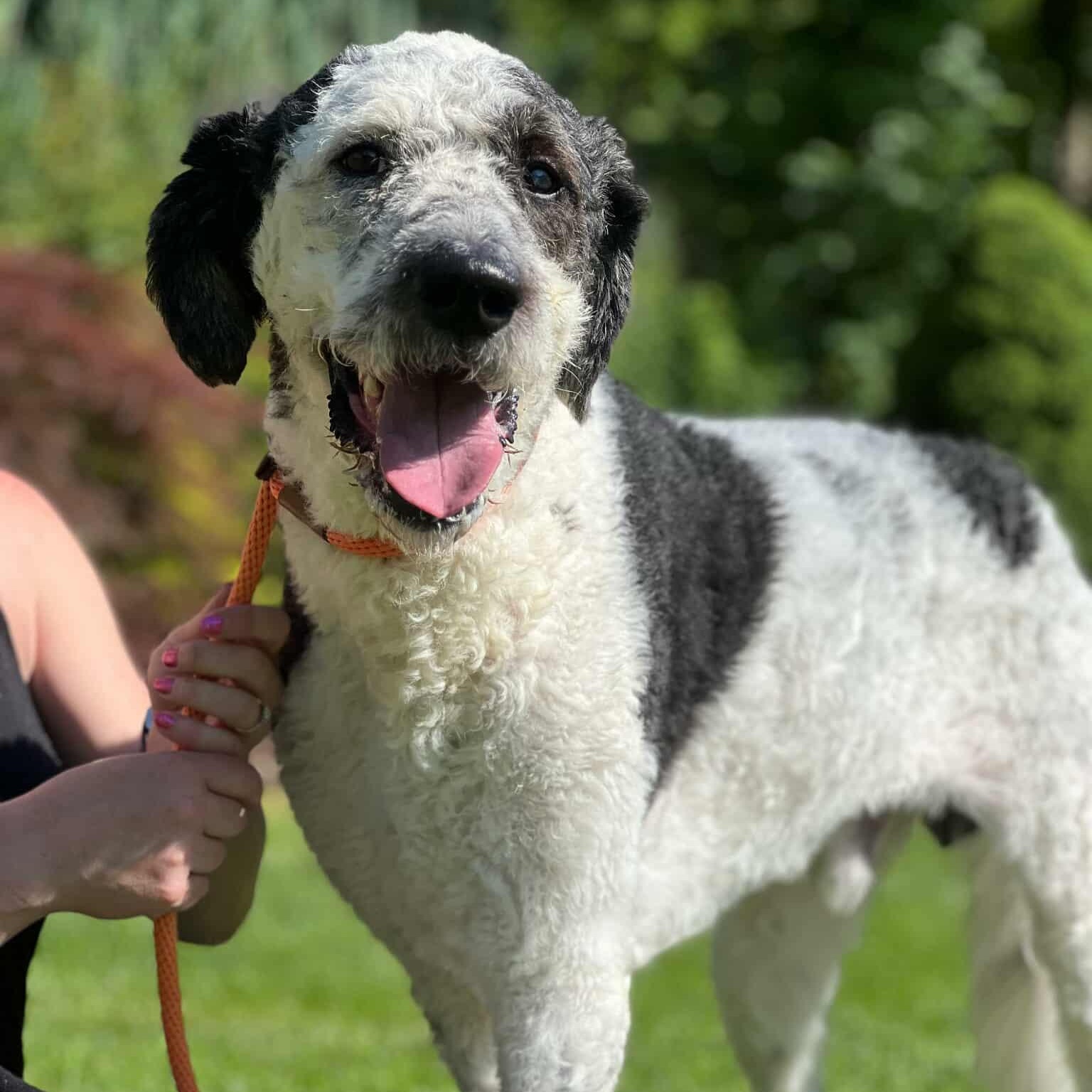 Rio, an adoptable Labradoodle, Bernadoodle in Sparta, NJ, 07871 | Photo Image 2