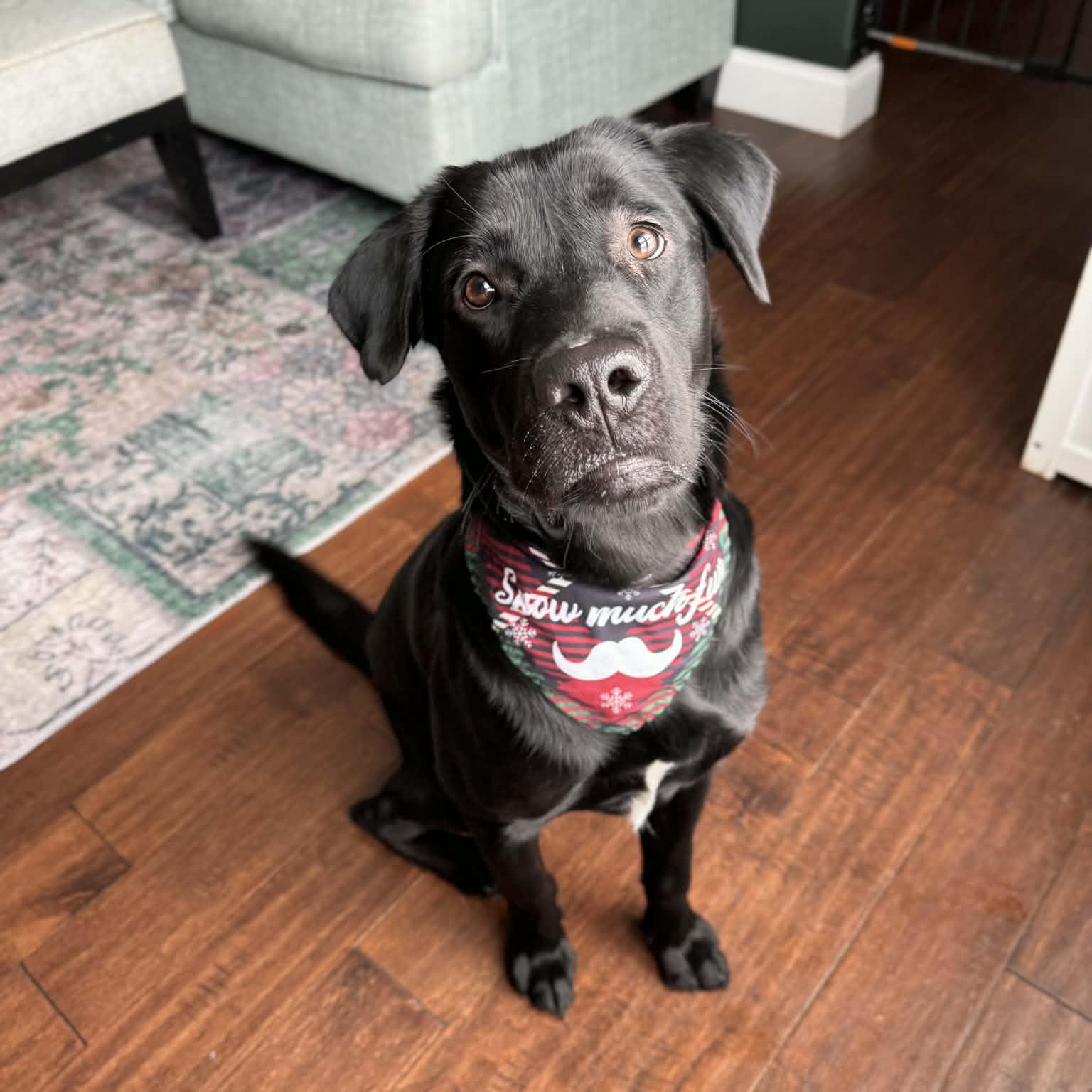 Enlarge Alex, a Adoptable mixed breed in Normal, IL image 6/6