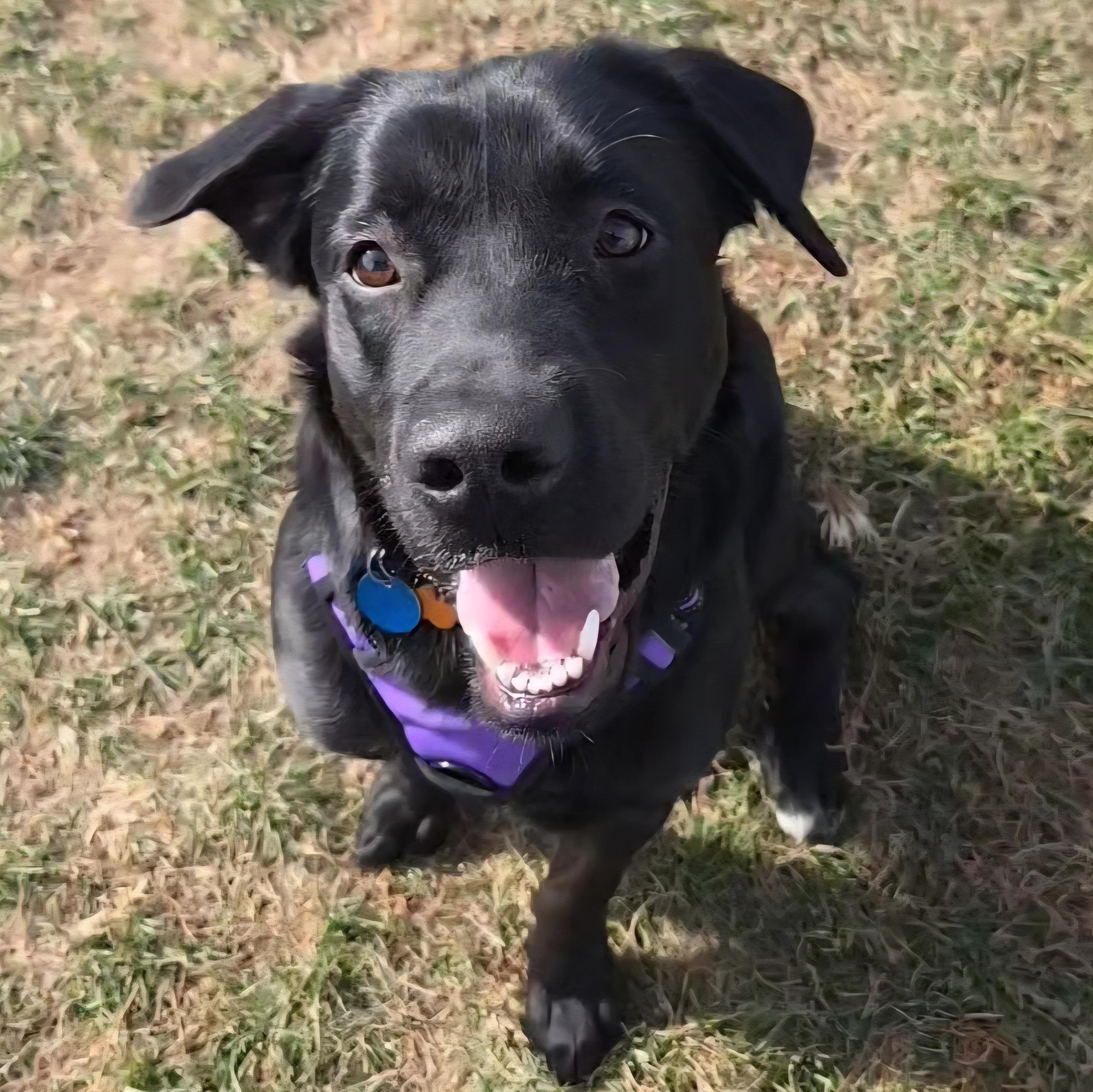 Alex, Adoptable, Adult Male Black Labrador Retriever.