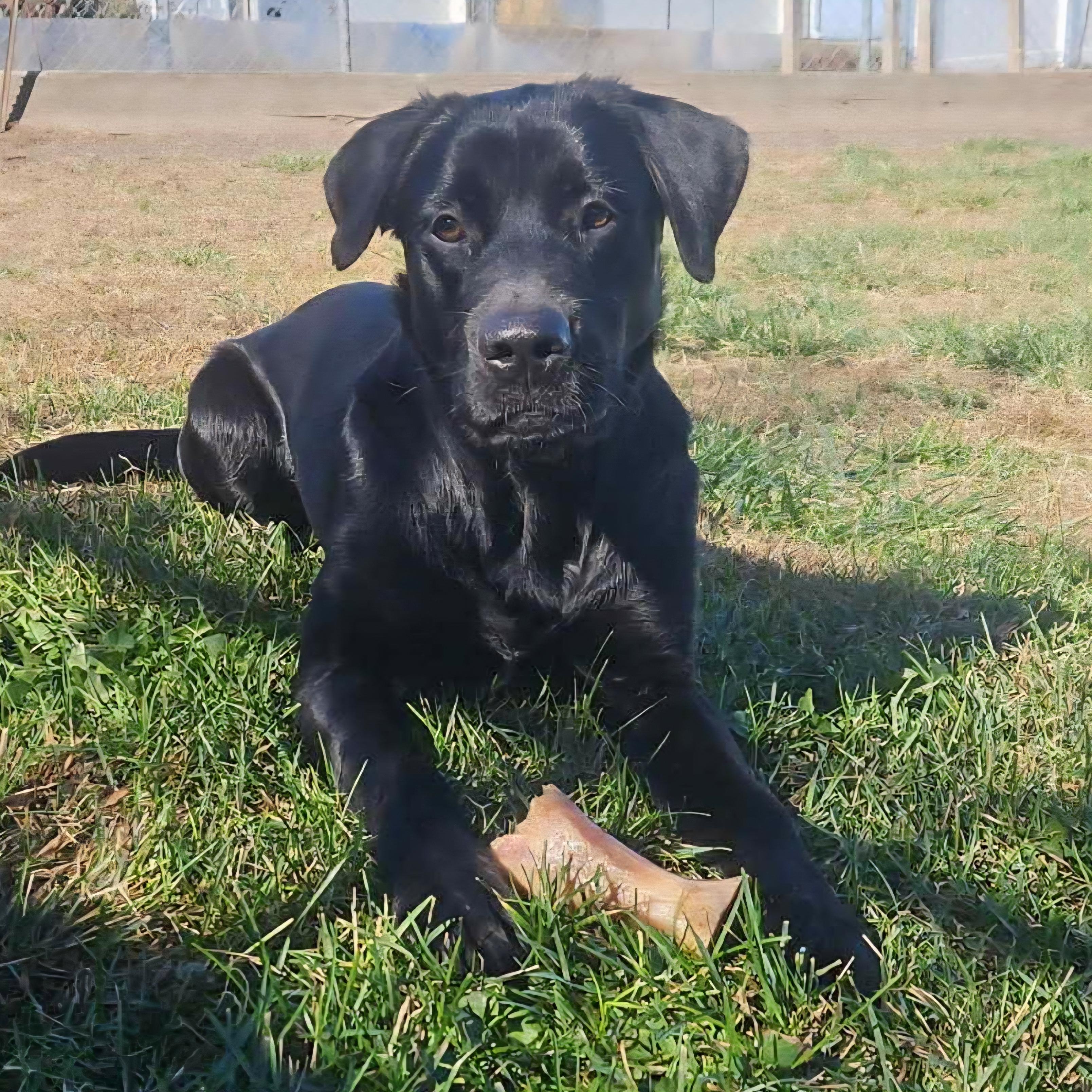 Enlarge Alex, a Adoptable mixed breed in Normal, IL image 5/6