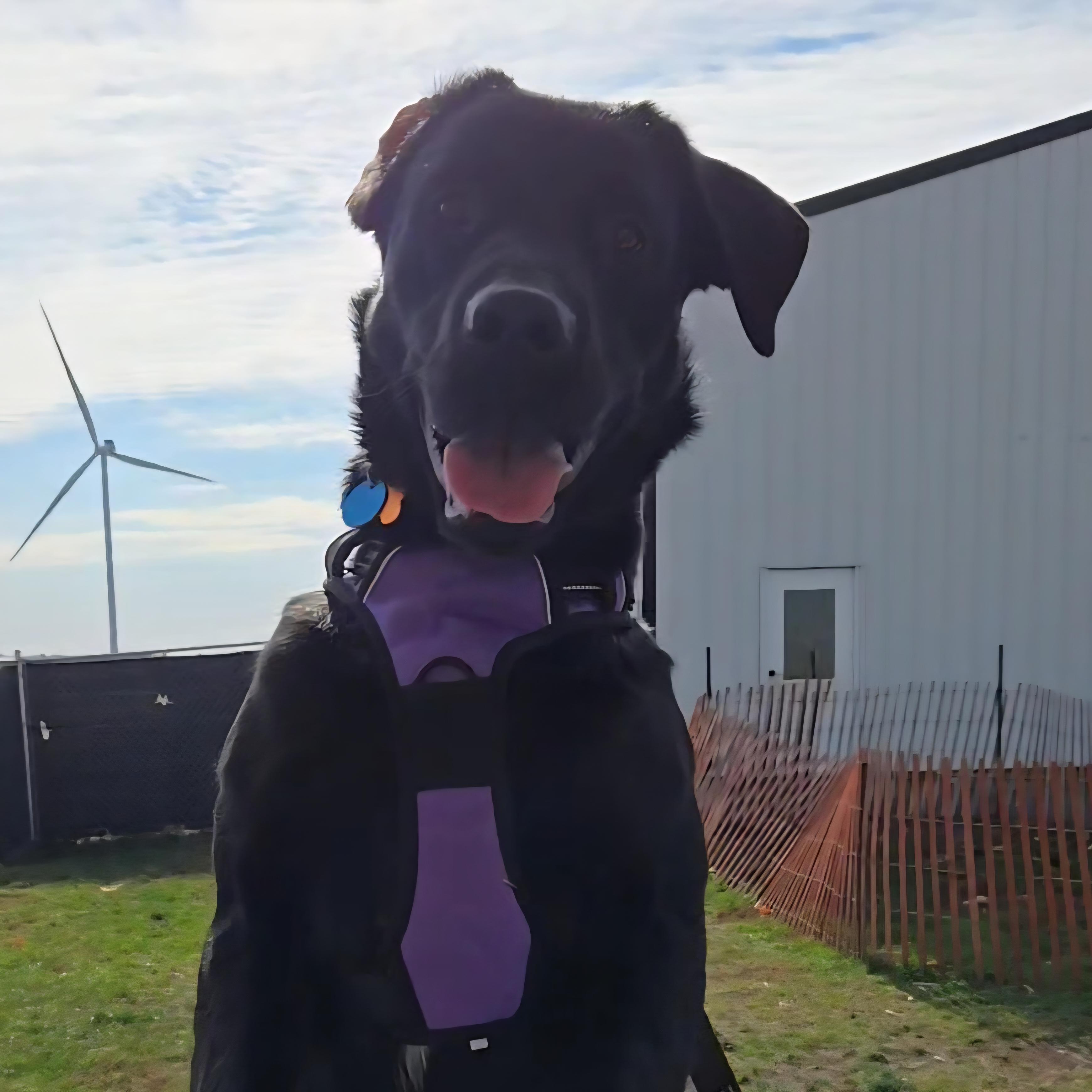 Enlarge Alex, a Adoptable mixed breed in Normal, IL image 2/6