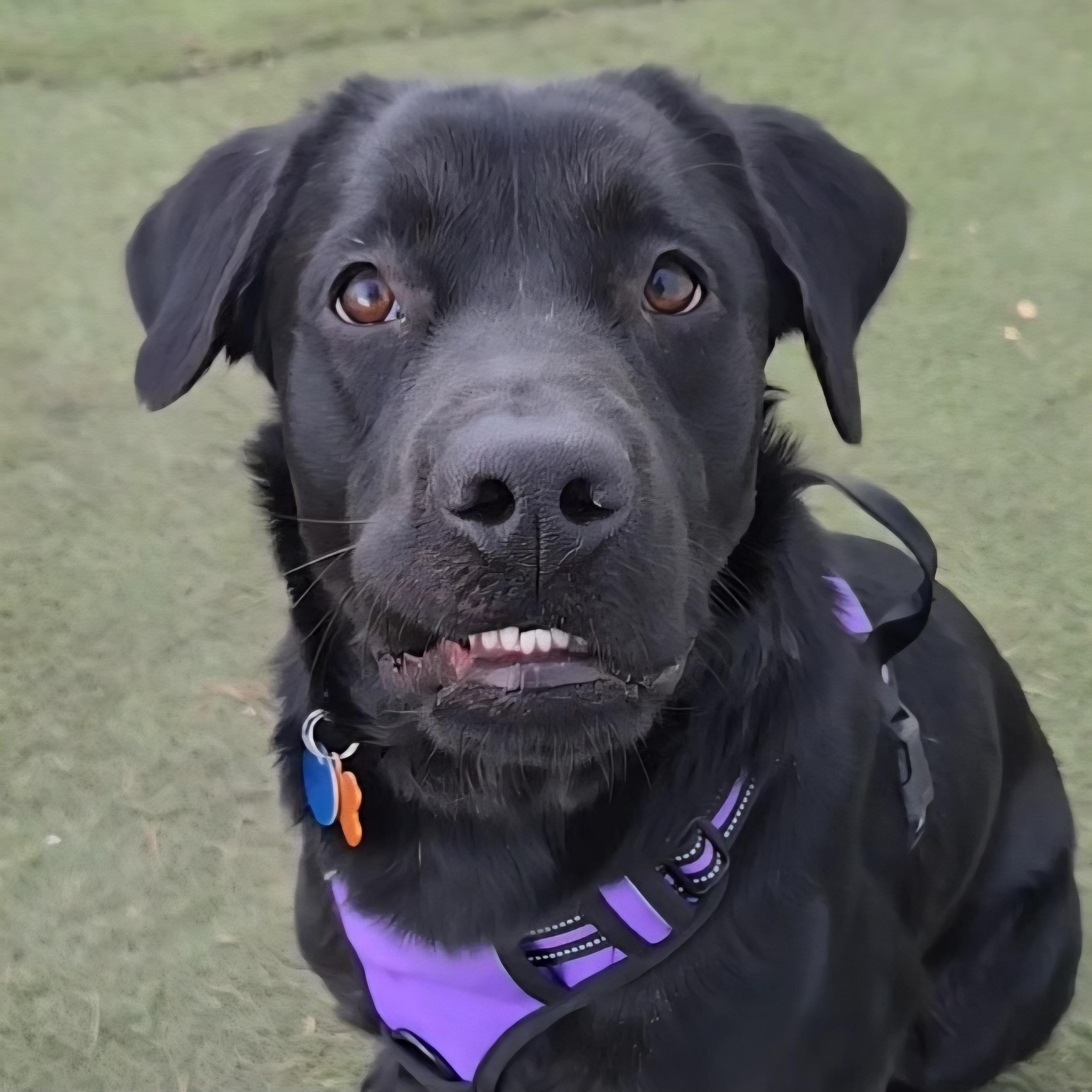 Enlarge Alex, a Adoptable mixed breed in Normal, IL image 3/6