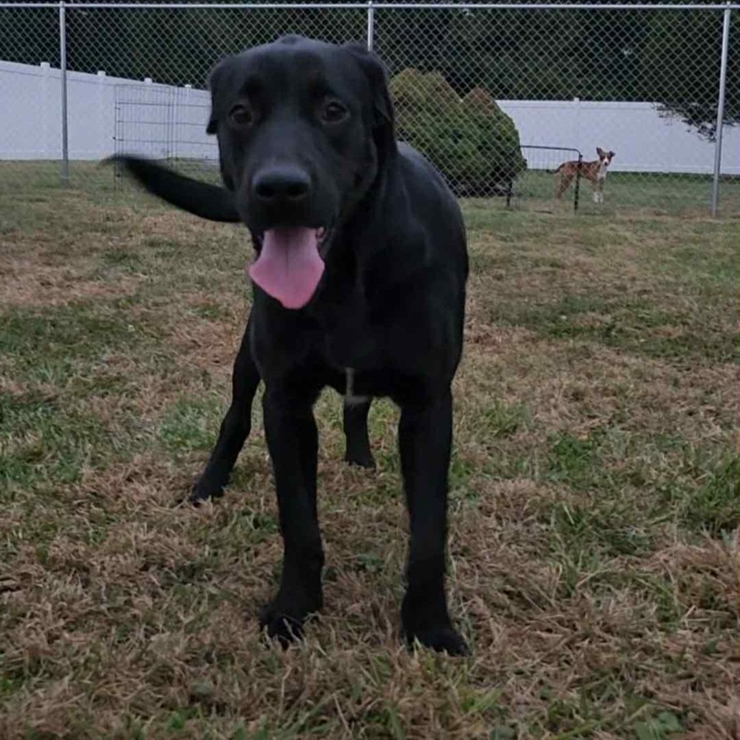 Enlarge Alex, a Adoptable mixed breed in Normal, IL image 6/6