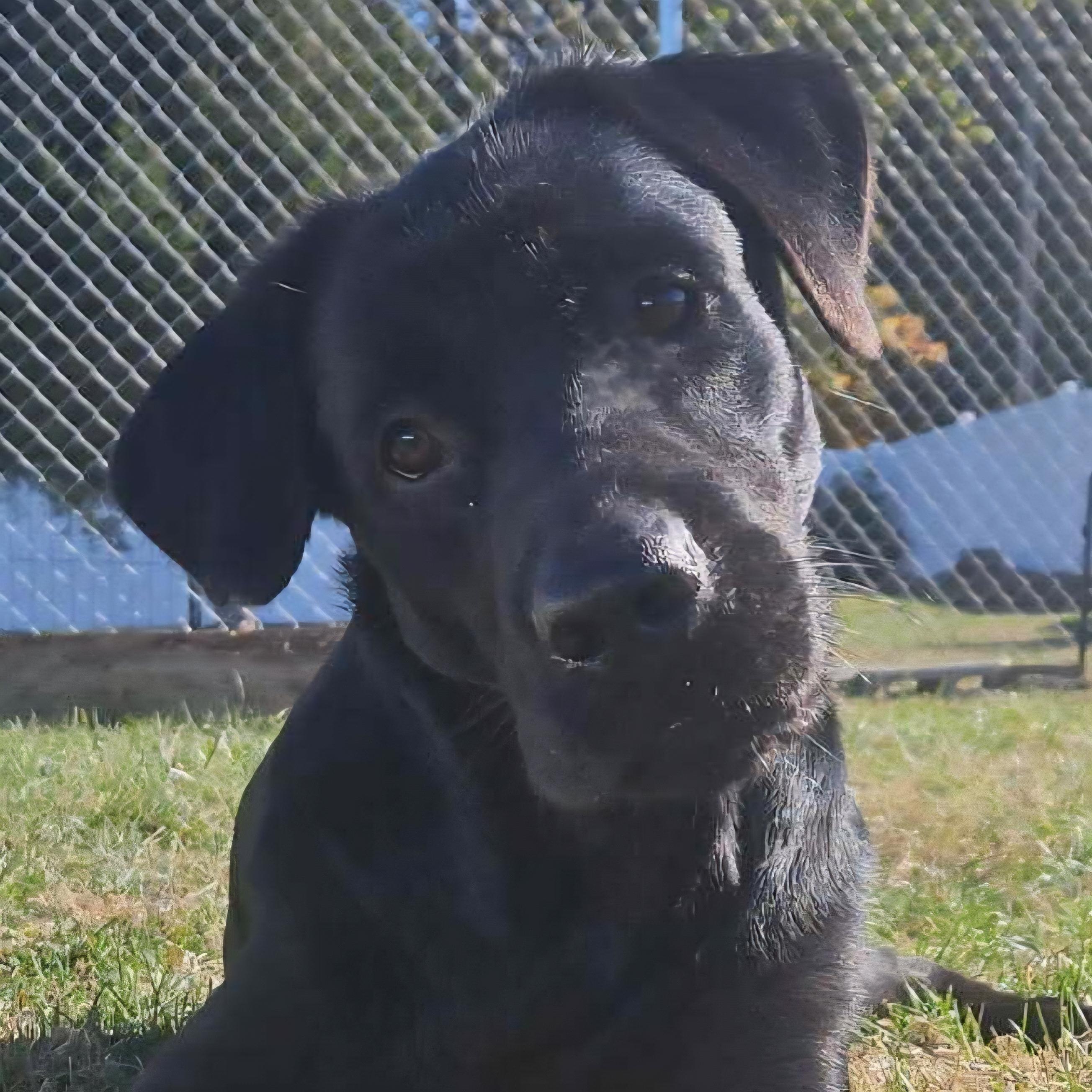 Enlarge Alex, a Adoptable mixed breed in Normal, IL image 4/6