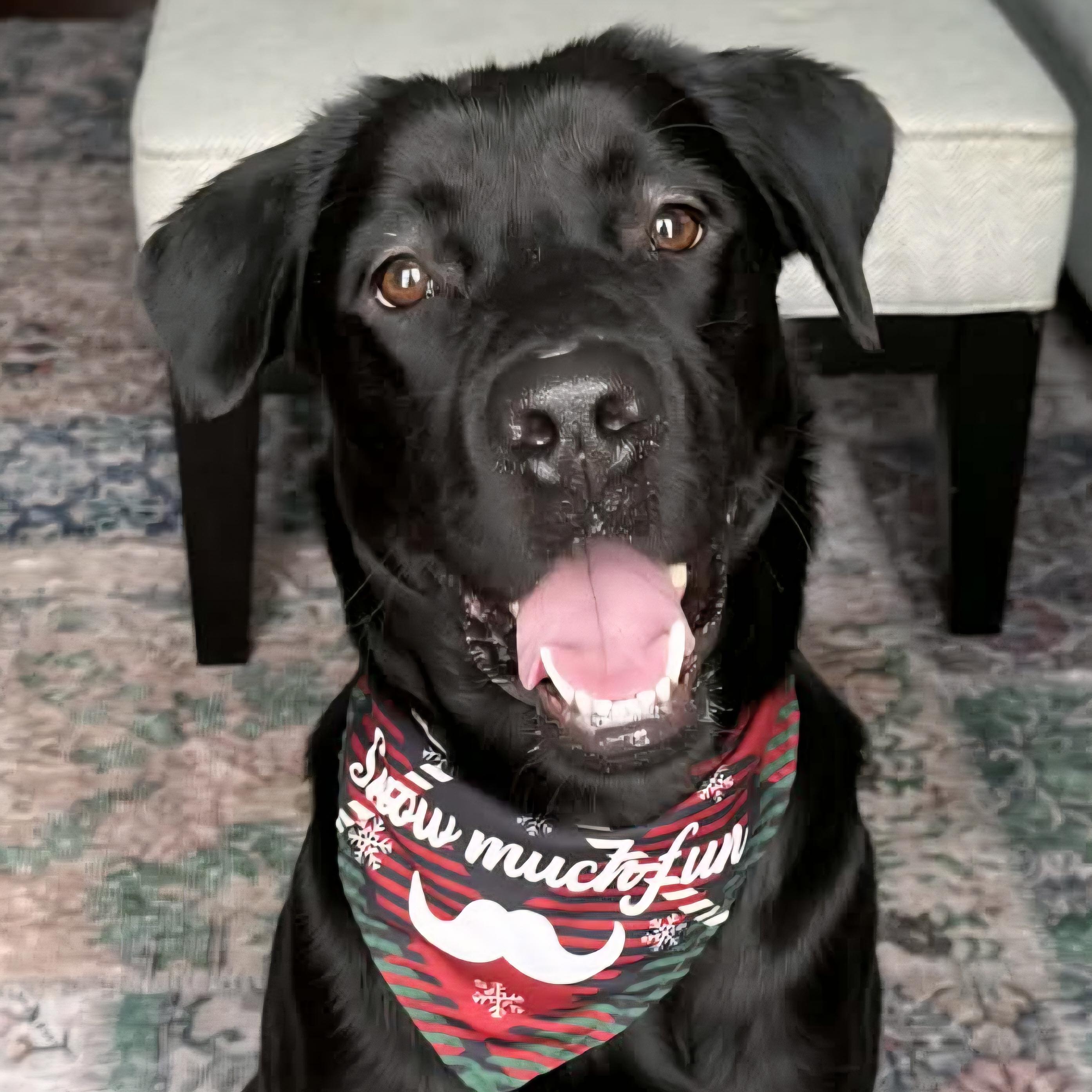 Enlarge Alex, a Adoptable mixed breed in Normal, IL image 1/6