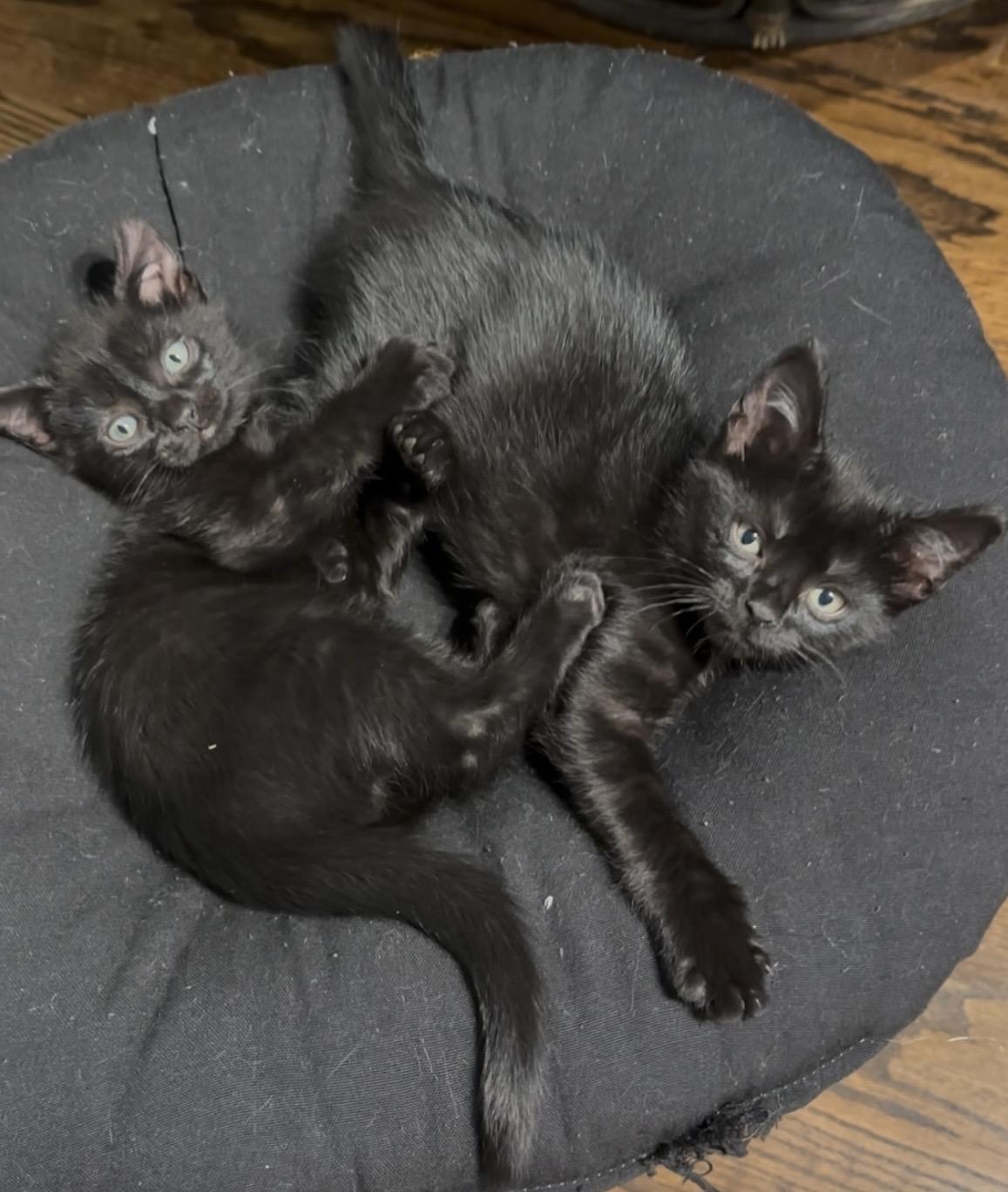 Enlarge Onyx, an adopted American Shorthair in Charlotte, NC image 3/6