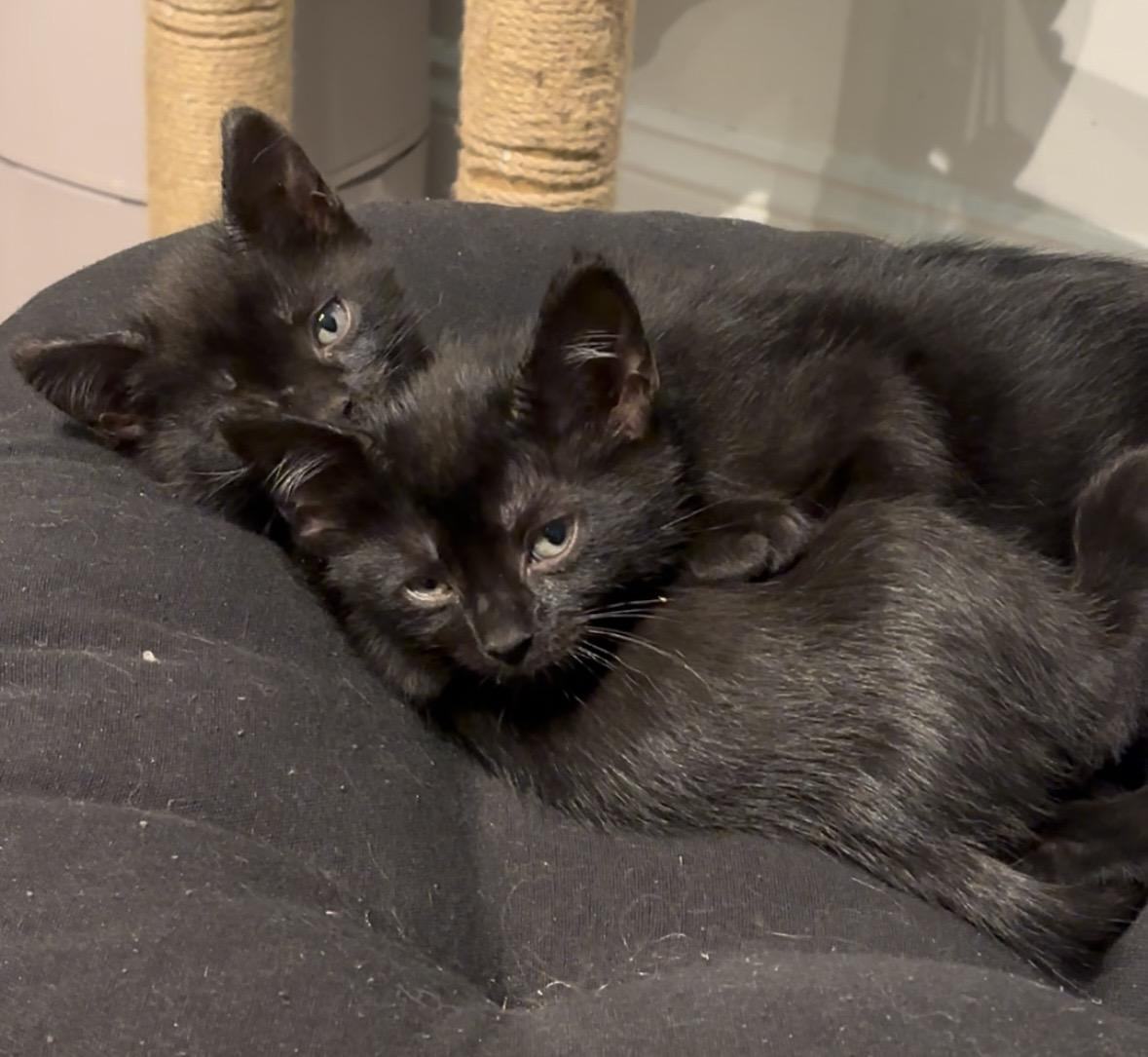 Enlarge Onyx, an adopted American Shorthair in Charlotte, NC image 5/6