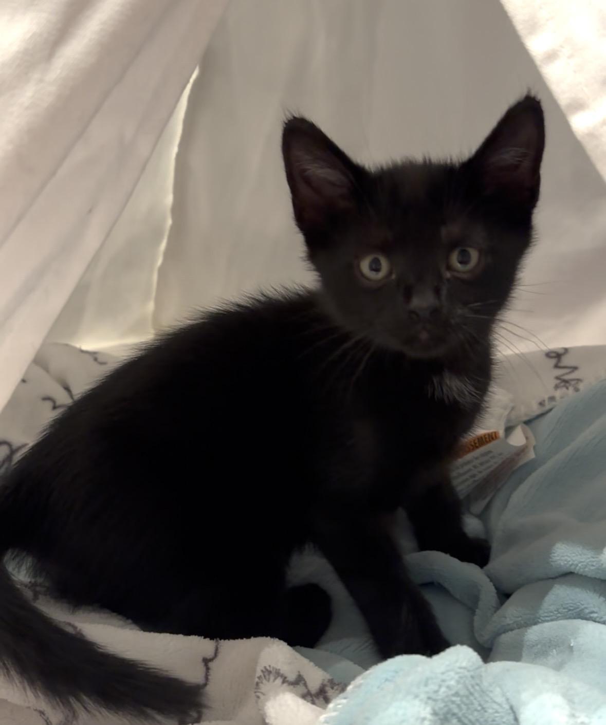 Enlarge Onyx, an adopted American Shorthair in Charlotte, NC image 2/6