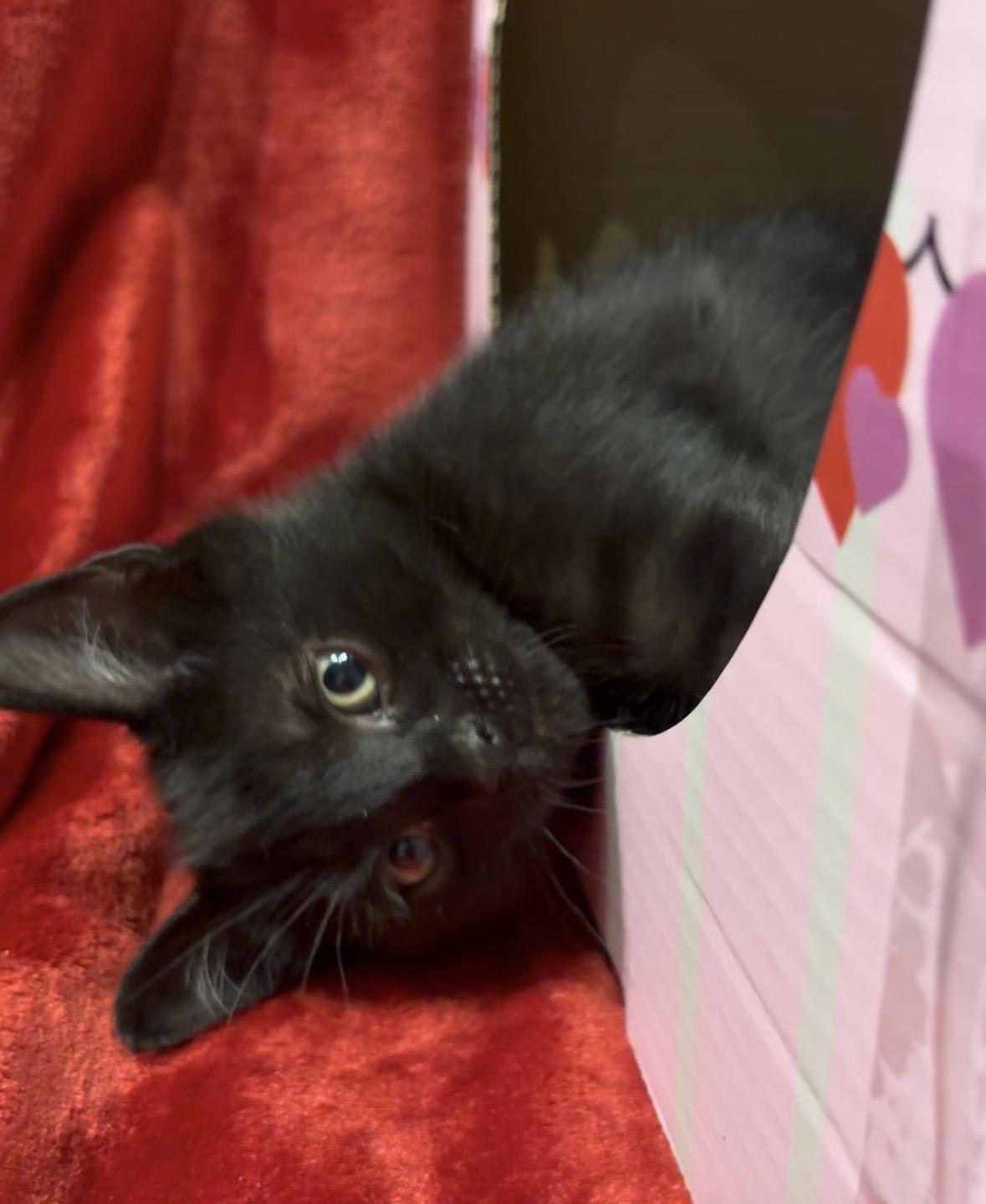 Enlarge Onyx, an adopted American Shorthair in Charlotte, NC image 1/6