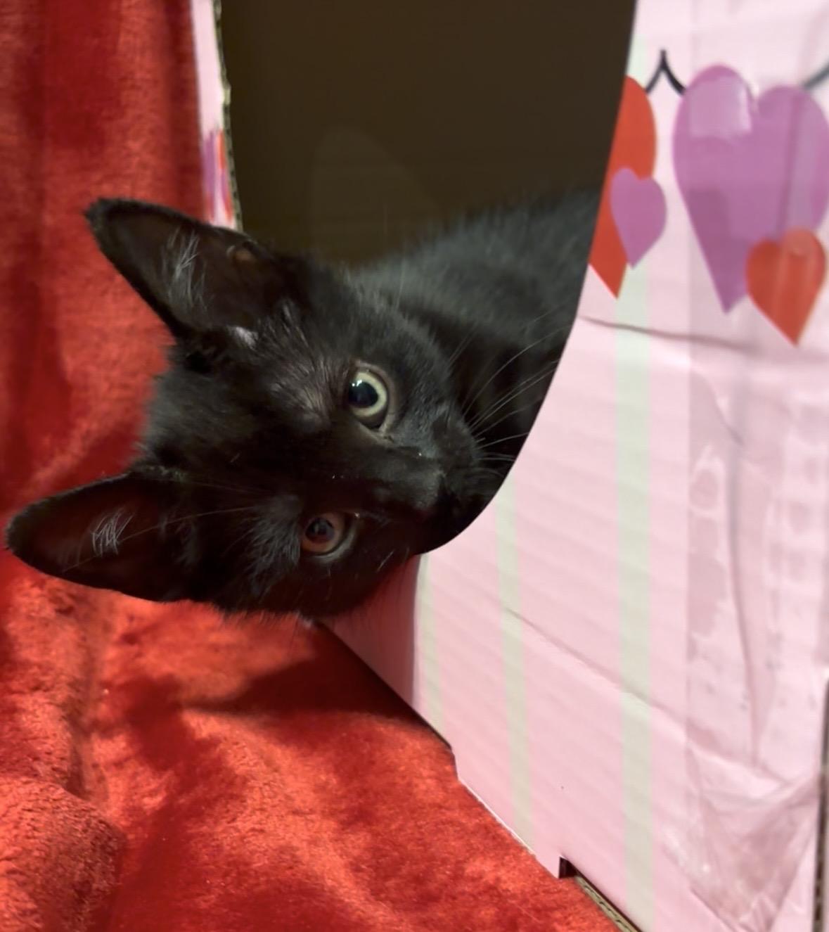 Enlarge Onyx, an adopted American Shorthair in Charlotte, NC image 6/6