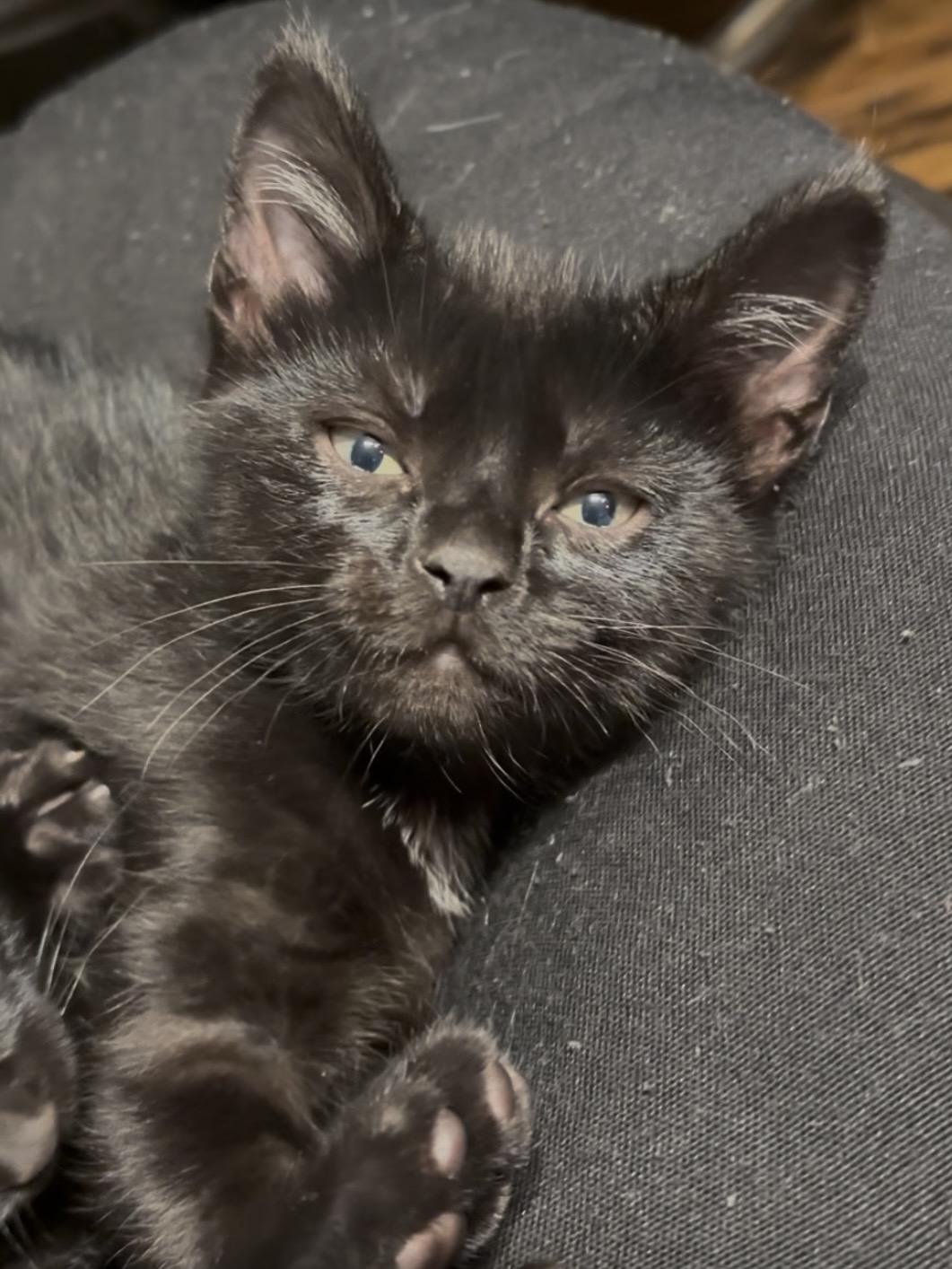 Enlarge Onyx, an adopted American Shorthair in Charlotte, NC image 4/6