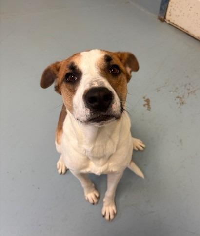 Enlarge Cash, a Adoptable mixed breed in Ogdensburg, NY image 2/2