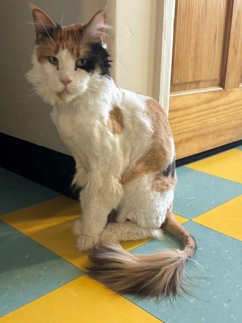 Enlarge Delilah, a ADOPTABLE Maine Coon in Eagle, CO image 2/2
