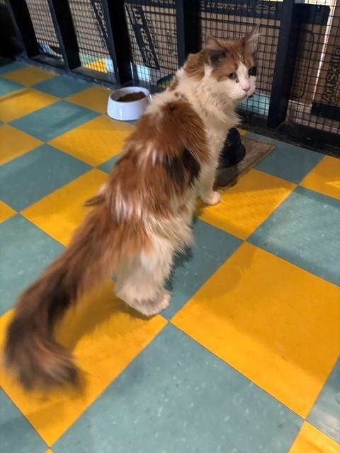 Delilah, ADOPTABLE, Senior Female Maine Coon.