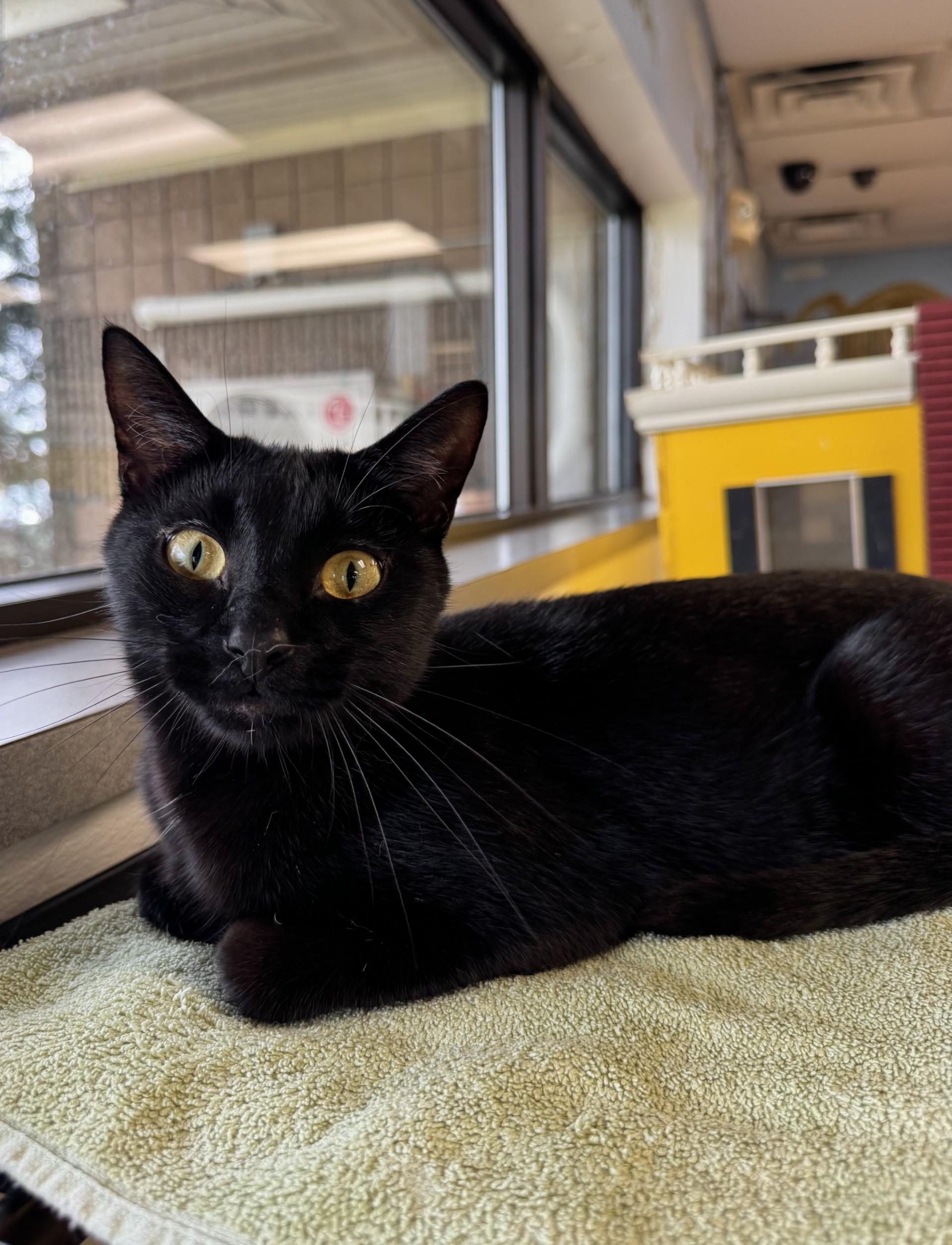 Beck, Adoptable, Adult Male Domestic Short Hair.