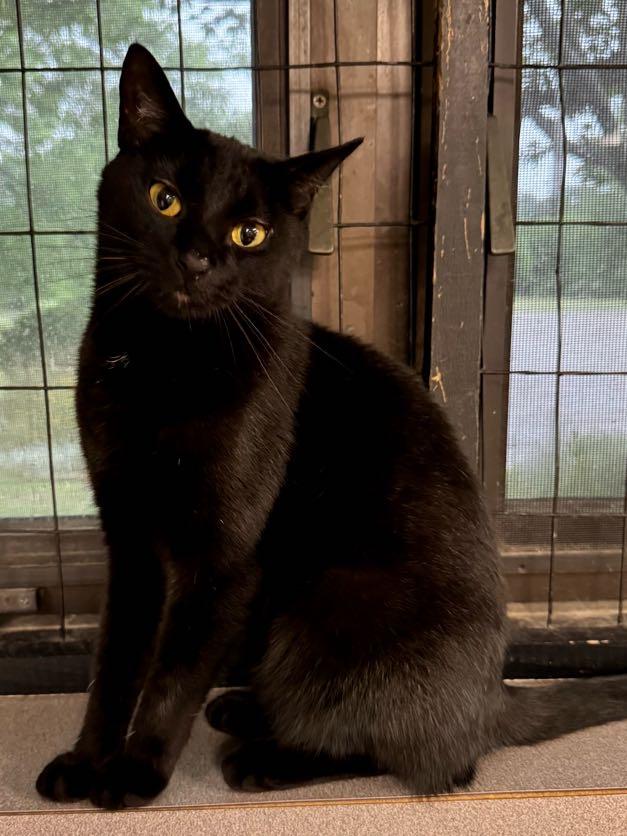 Enlarge Beck, a Adoptable Domestic Short Hair in Battle Creek, MI image 3/6