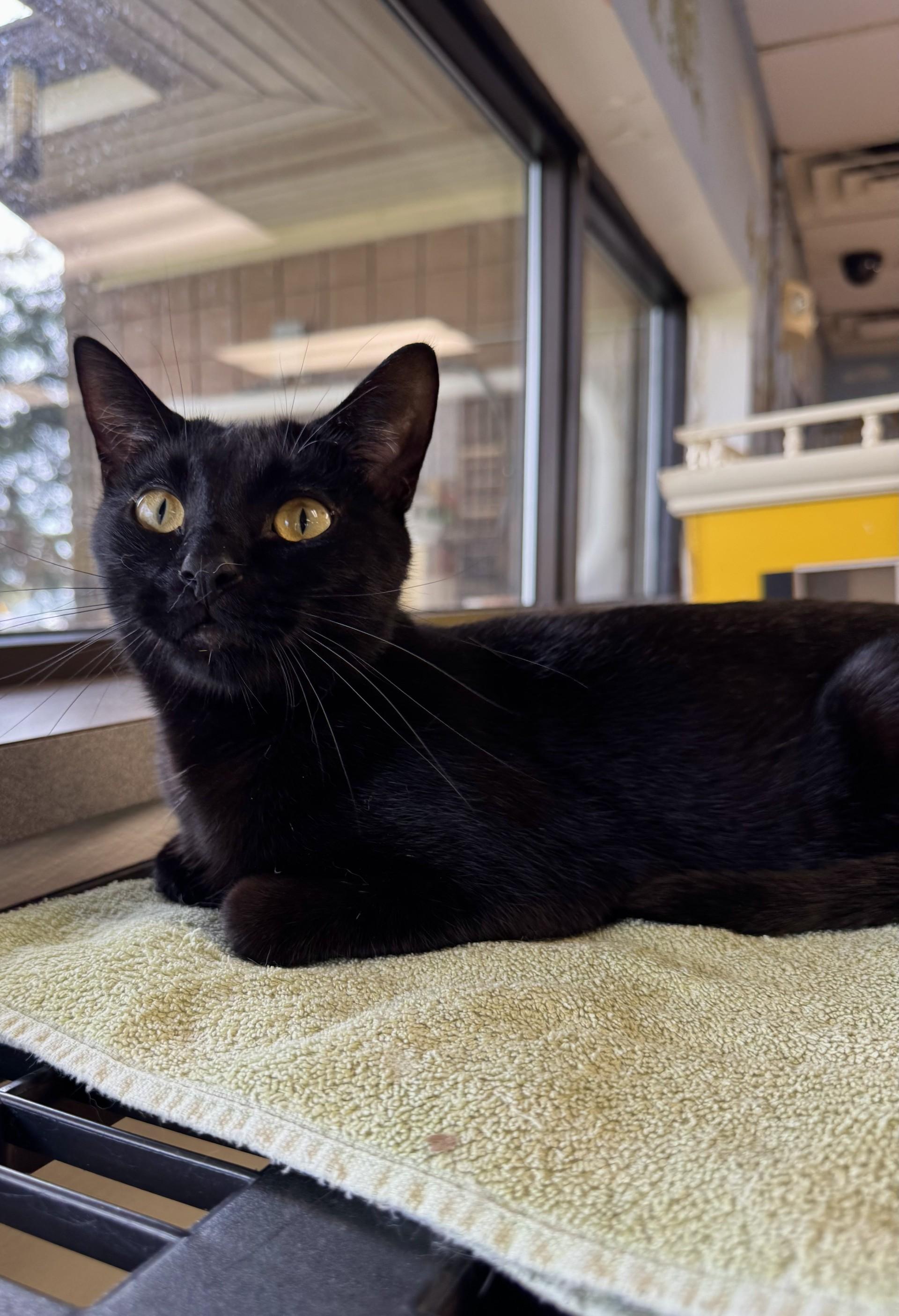 Enlarge Beck, a Adoptable Domestic Short Hair in Battle Creek, MI image 4/6