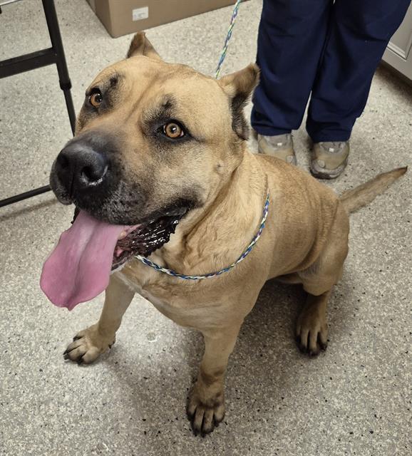 NALA, Adoptable, Adult Female Presa Canario.