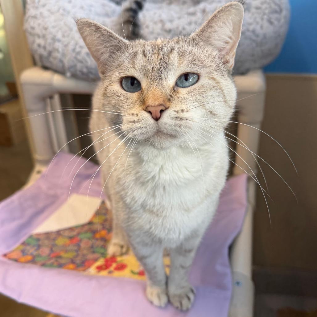 Cherry, Adoptable, Adult Female Domestic Short Hair.