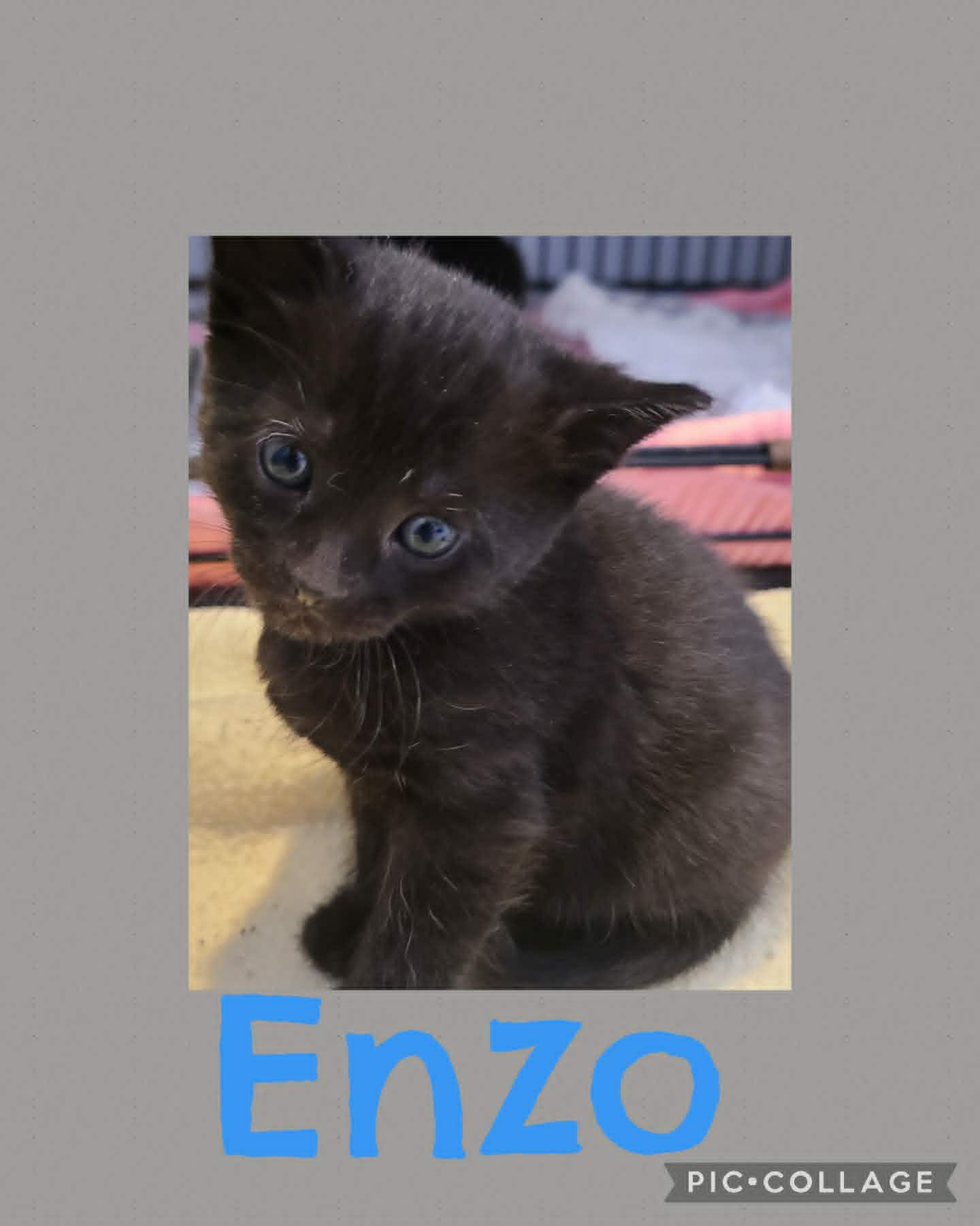 Enzo, adoptable, Young Male Domestic Short Hair.