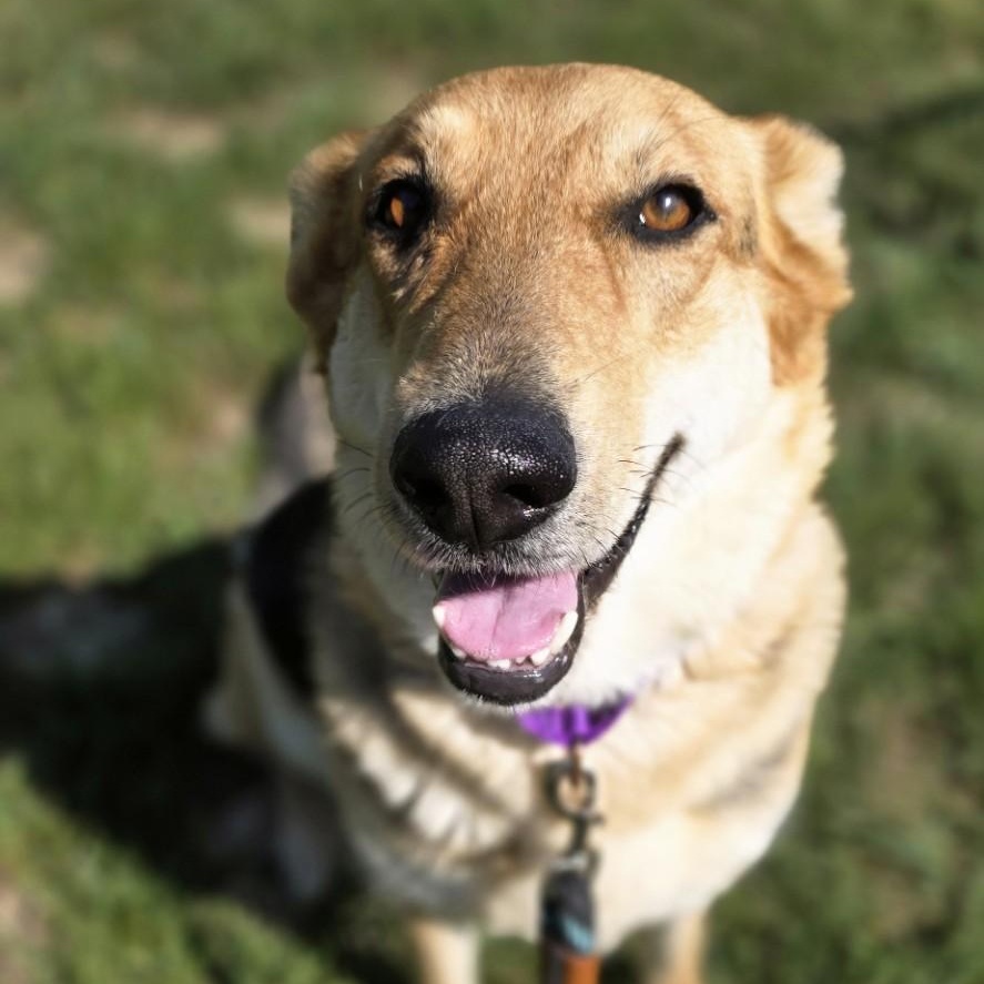 Out Of Pocket, a ADOPTABLE mixed breed in Shepherdsville, KY image 4/5