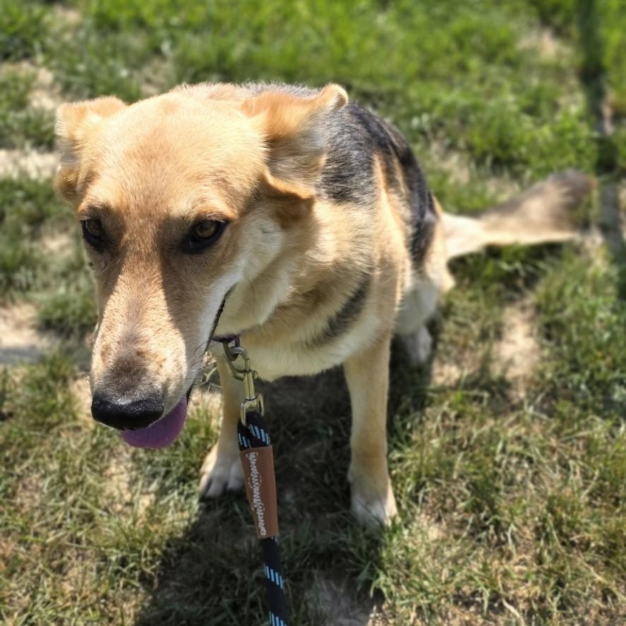Out Of Pocket, a ADOPTABLE mixed breed in Shepherdsville, KY image 5/5